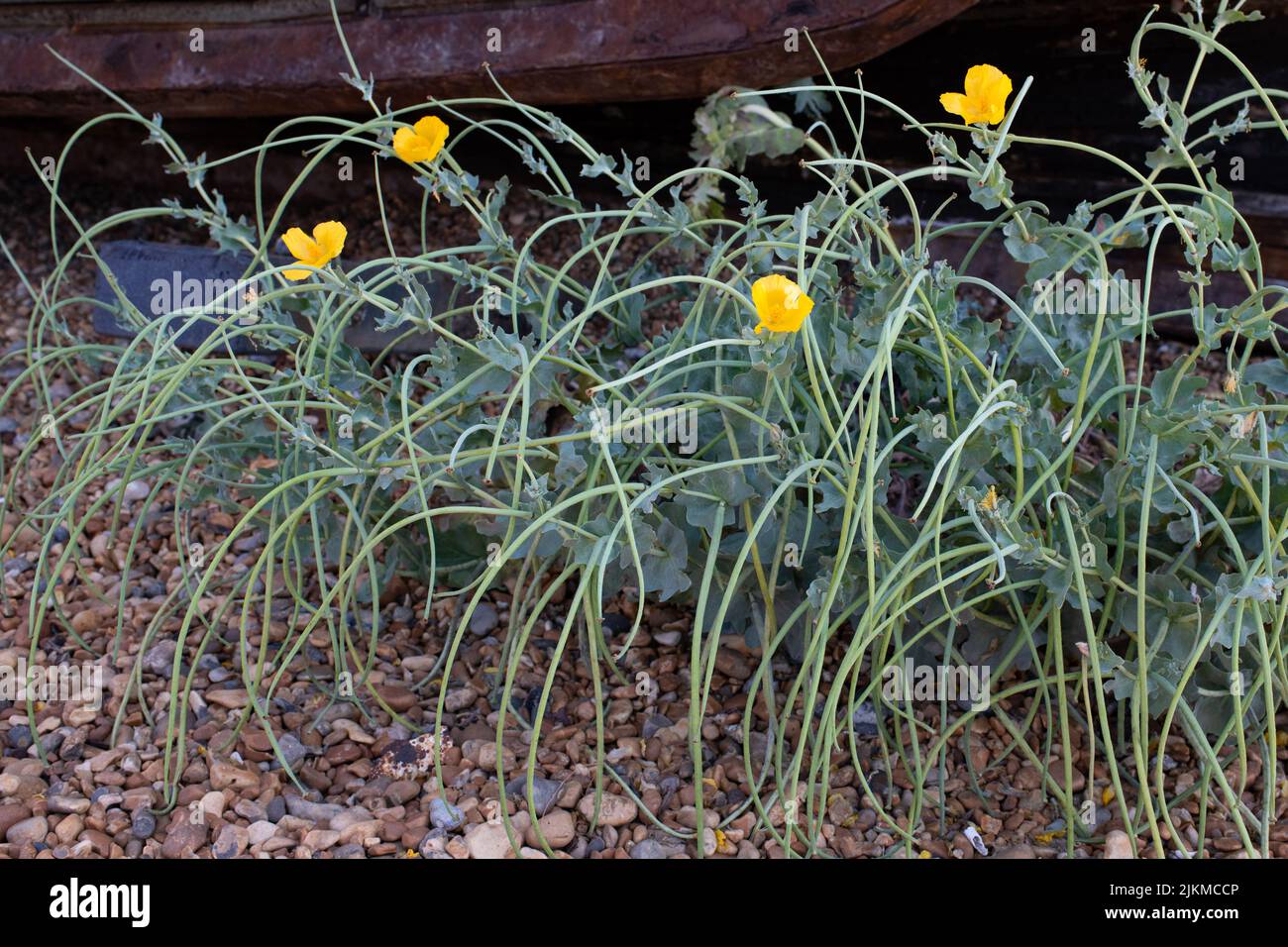 Yellow Horned Poppy (Glaucium flavum) wächst am Kiesstrand neben dem alten Boot, Hastings, England, Großbritannien Stockfoto