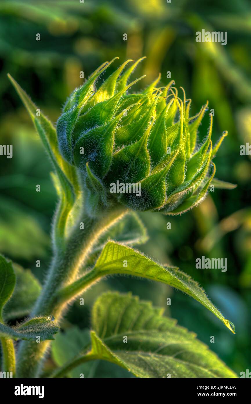 Ungeöffneter Sonnenblumenkopf Vertikal - Sommer Stockfoto