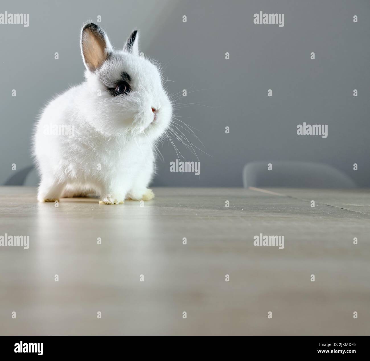 Eine Nahaufnahme eines niedlichen holländischen Zwergkaninchens auf einem Holztisch Stockfoto