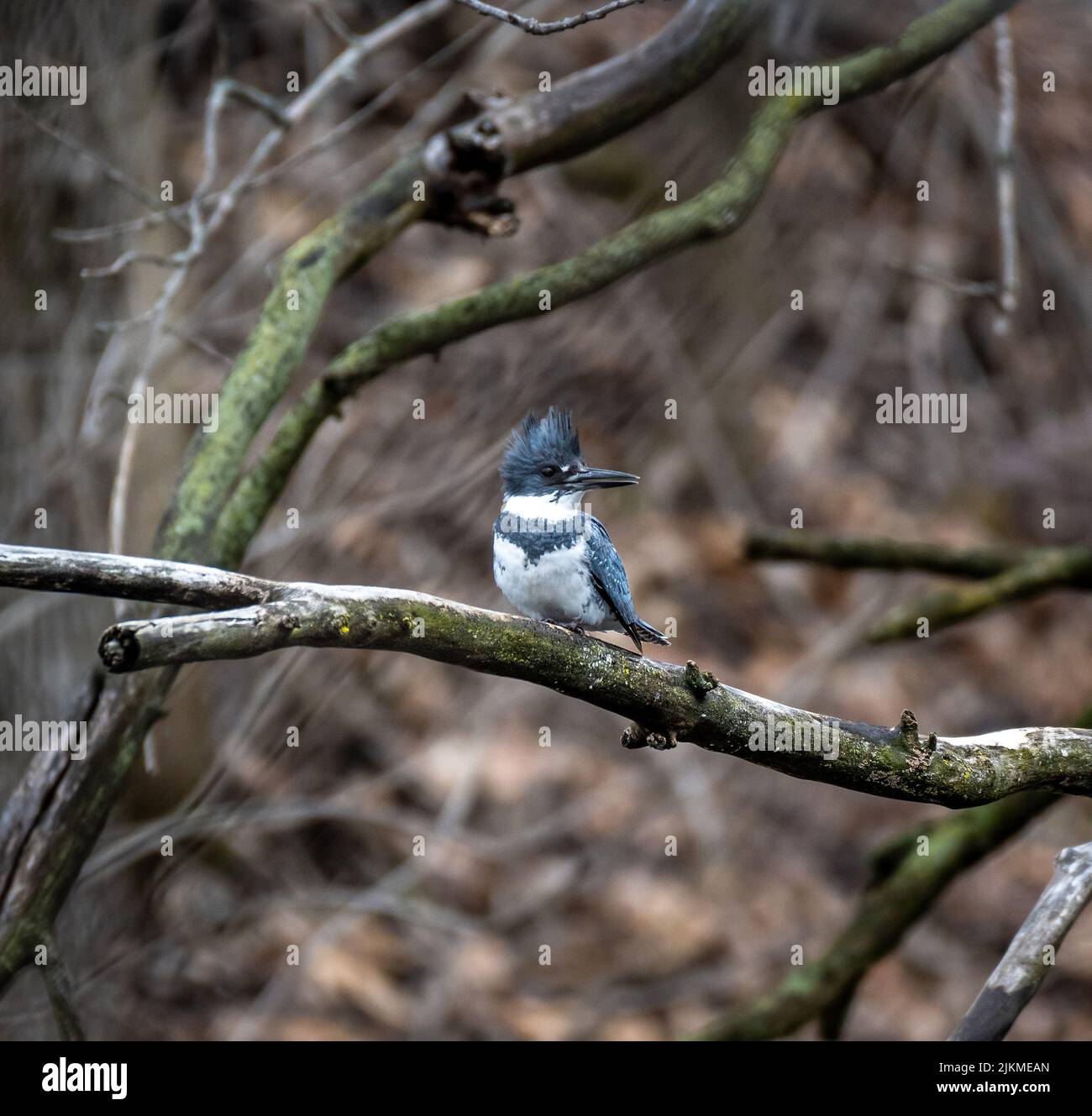 Ein flacher Fokus eines Eisvögel-Vogels auf einem Baumzweig Stockfoto