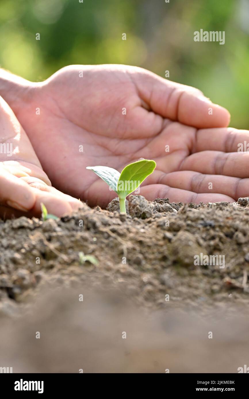 Nahaufnahme der reifen grünen runden Kürbisweinpflanze Sämling und Bodenhaufen mit Hand in der Farm weichen Fokus natürlichen grün braunen Hintergrund. Stockfoto