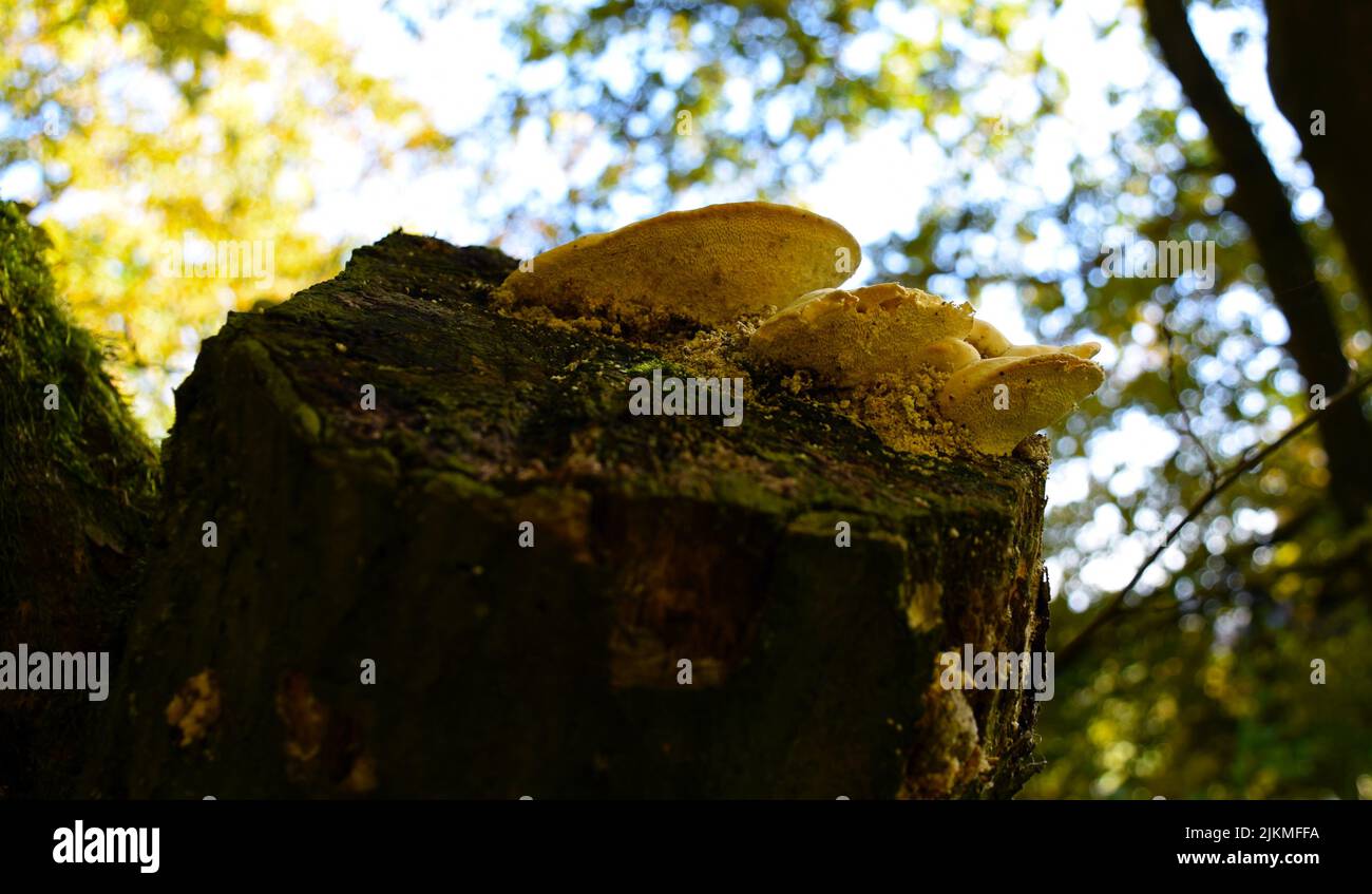 Eine Nahaufnahme von Pilzen auf einem toten Baum in einem Wald Stockfoto
