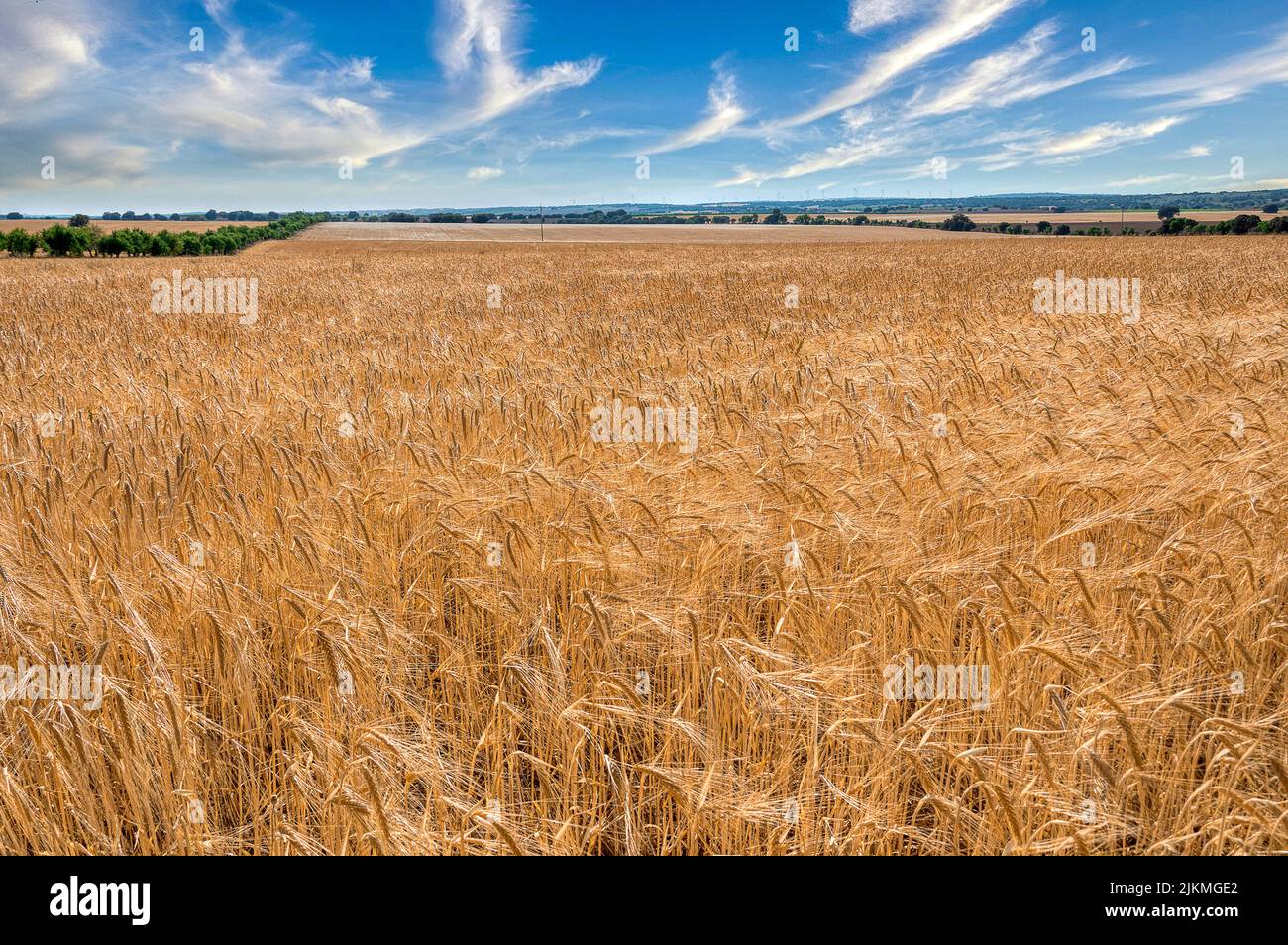 Goldreifes und reifes Weizenfeld bereit für die Ernte unter einem blauen Sommerhimmel mit weißen Wolken. Stockfoto