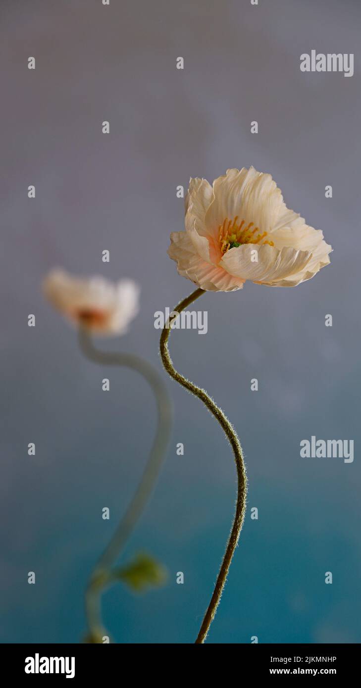 Ein flacher Fokus eines weißen Islandmohn Stockfoto