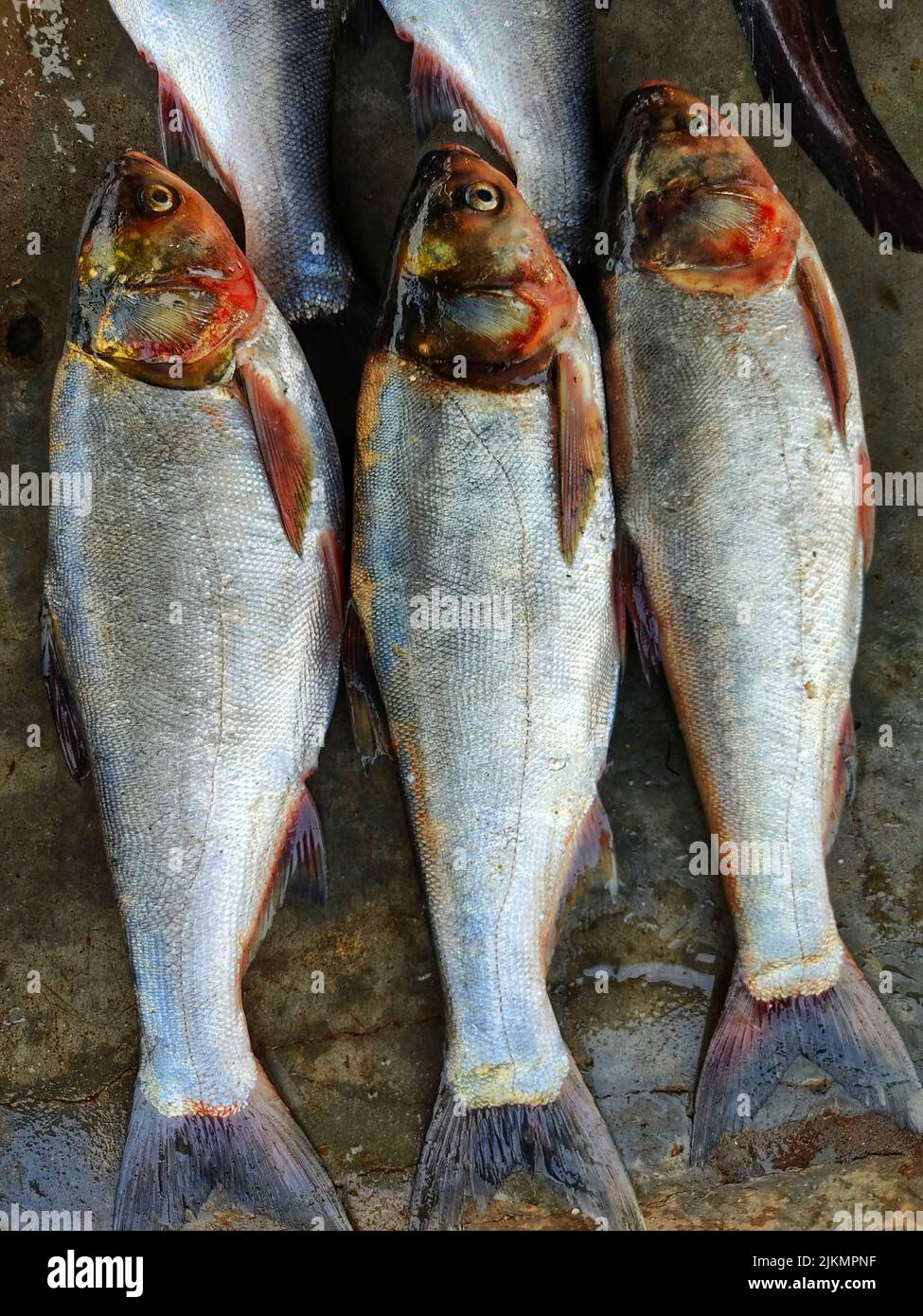 Silberkarpfen Fisch in Reihe in indischen Fischmarkt zum Verkauf angeordnet Stockfoto