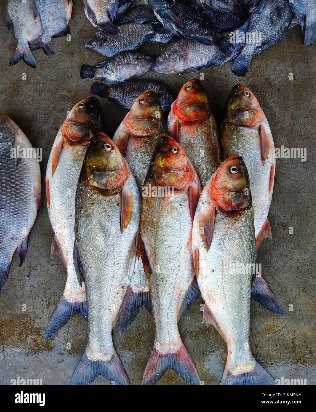 Silberkarpfen Fisch in Reihe in indischen Fischmarkt zum Verkauf angeordnet Stockfoto