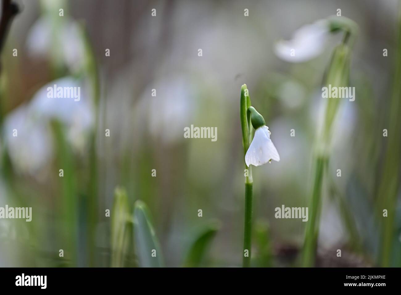 Eine Nahaufnahme einer Schneeflockenpflanze mit einer kleinen weißen Blume Stockfoto