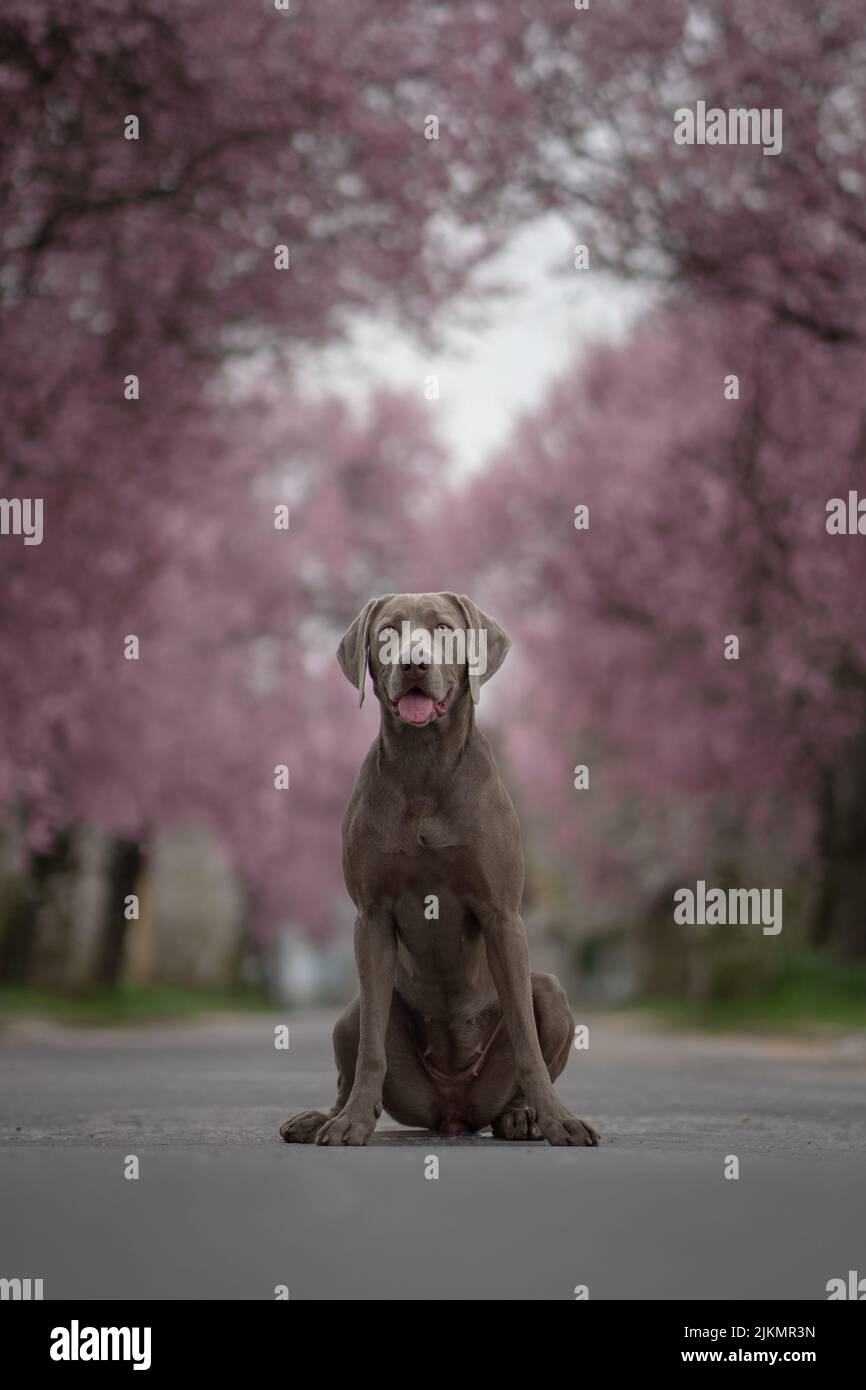 Ein flacher Fokus des Weimaraner Hundes, der im Park mit rosa blühenden Bäumen im Hintergrund sitzt Stockfoto