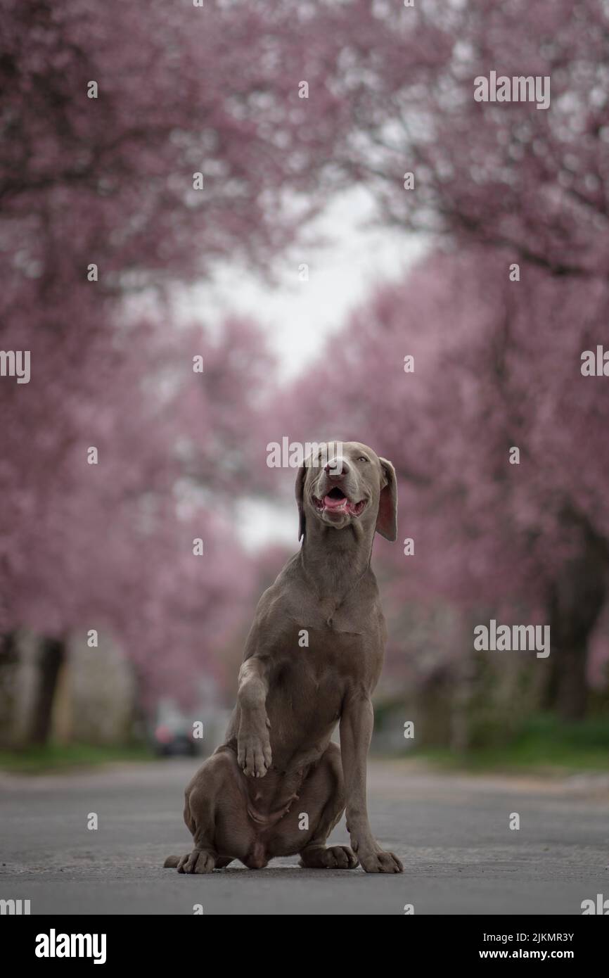 Ein flacher Fokus des Weimaraner Hundes, der im Park mit rosa blühenden Bäumen im Hintergrund sitzt Stockfoto