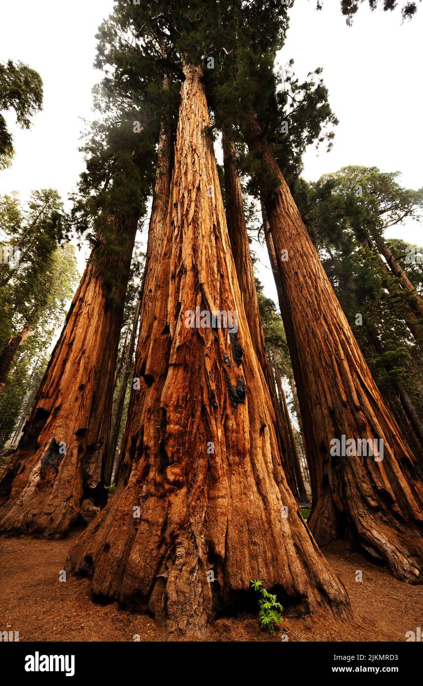 „The Senate“-Baumgruppe im Sequoia National Park, Kalifornien Stockfoto