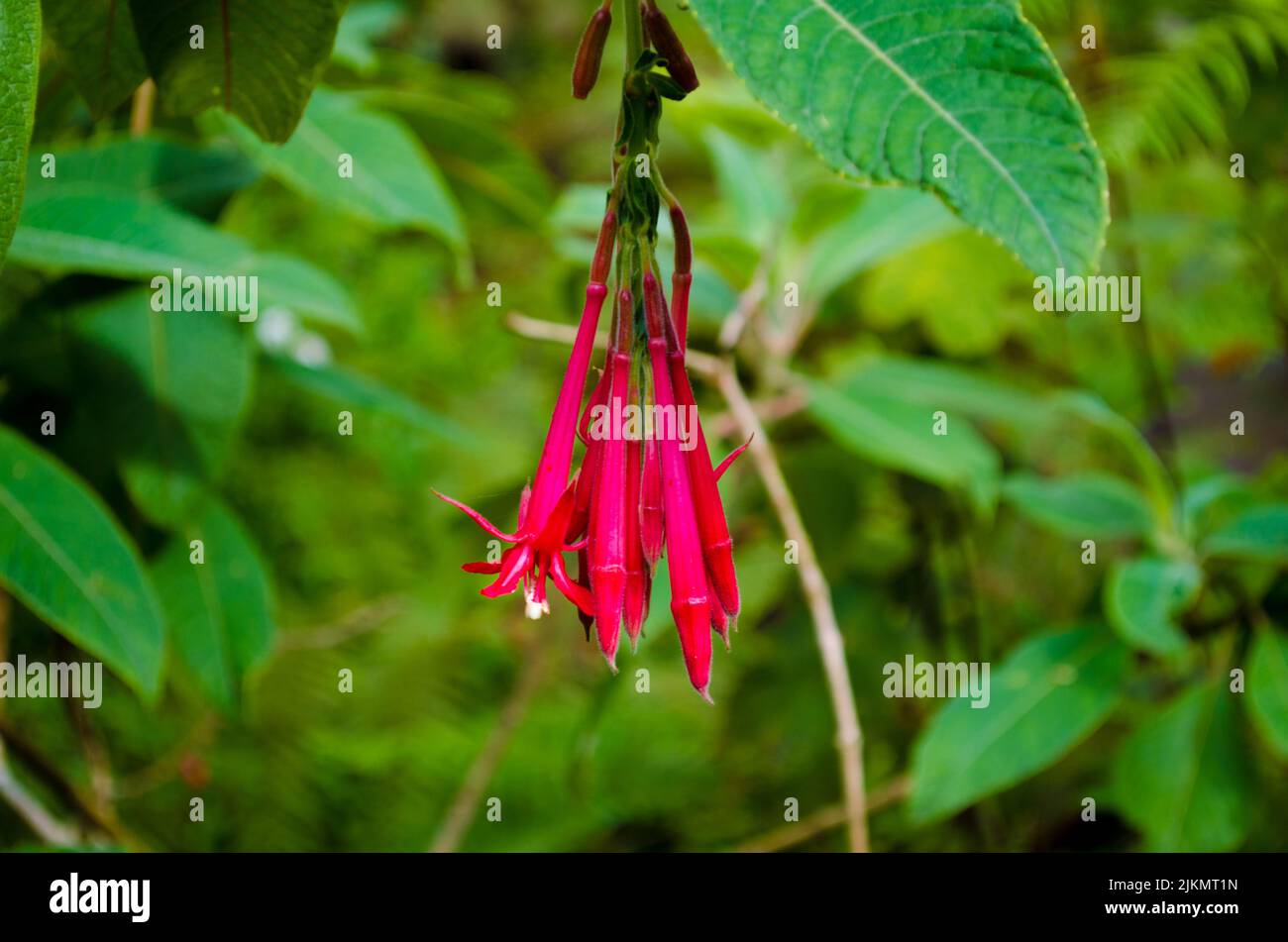 Nahaufnahme von Fuchsia Boliviana in den Gärten der Burg Sintra, Portugal Stockfoto
