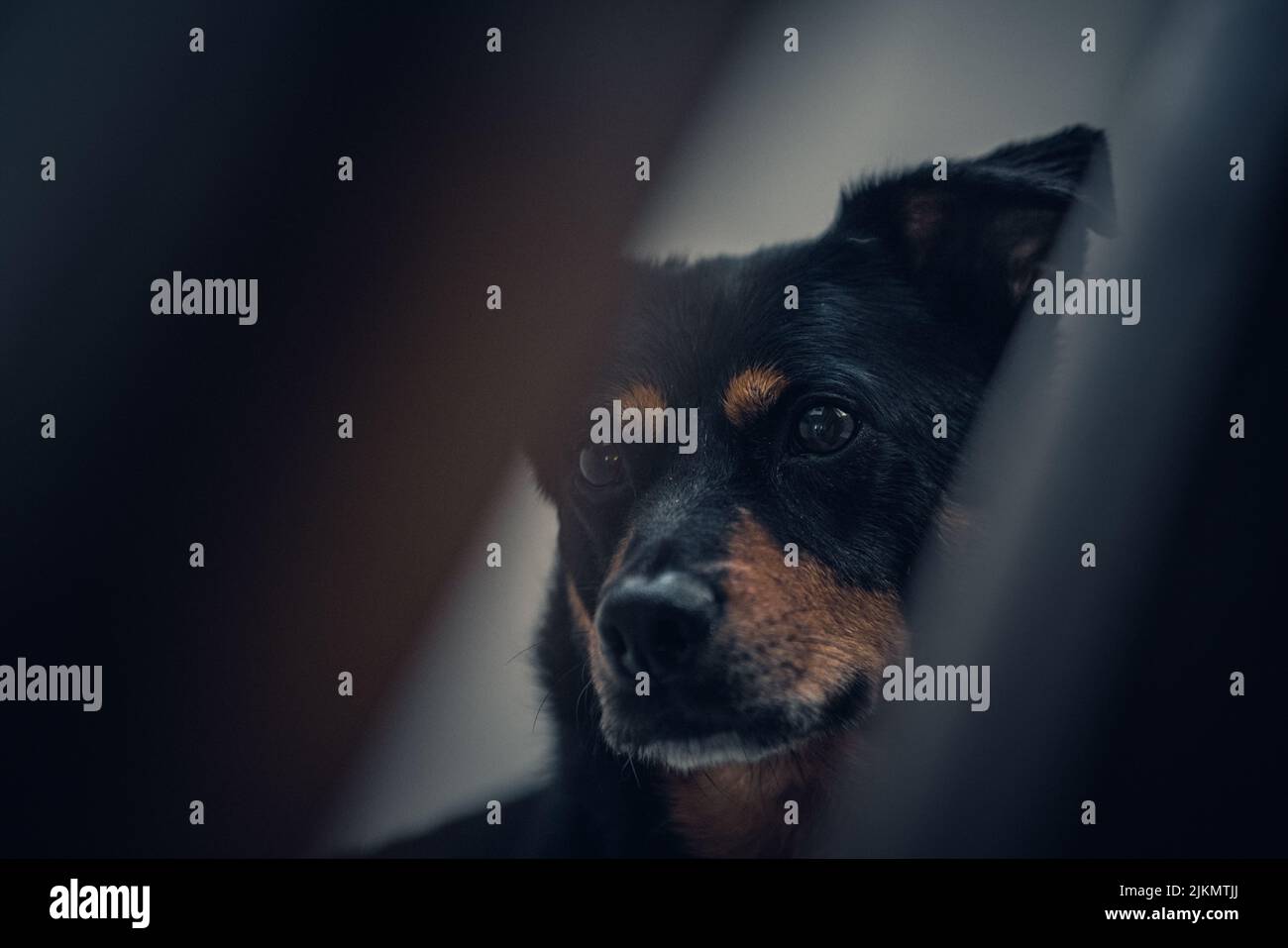 Eine Nahaufnahme eines niedlichen schwarz-braunen Hundes, der etwas anstarrt Stockfoto