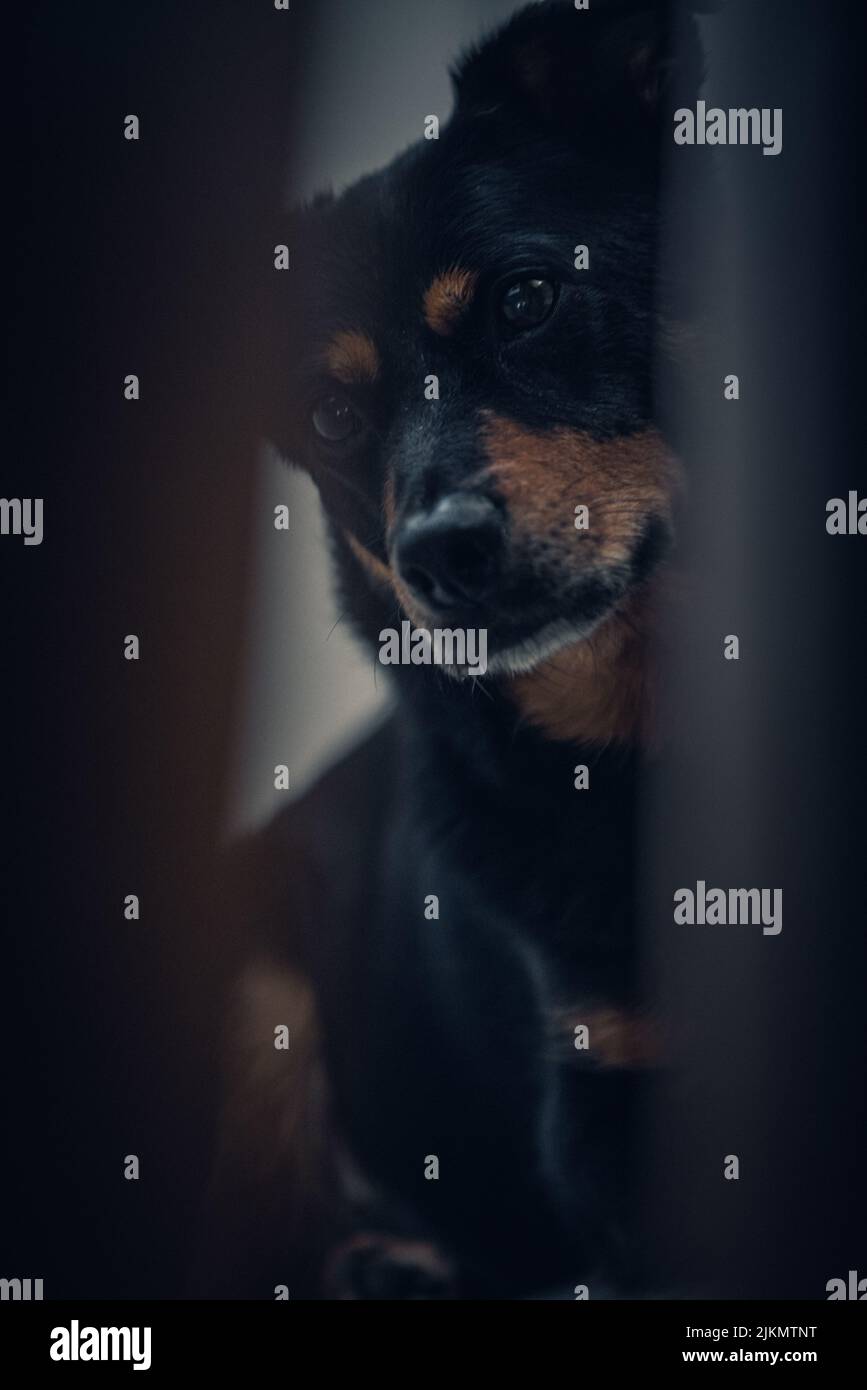 Eine vertikale Aufnahme eines niedlichen schwarz-braunen Hundes, der etwas anstarrt Stockfoto