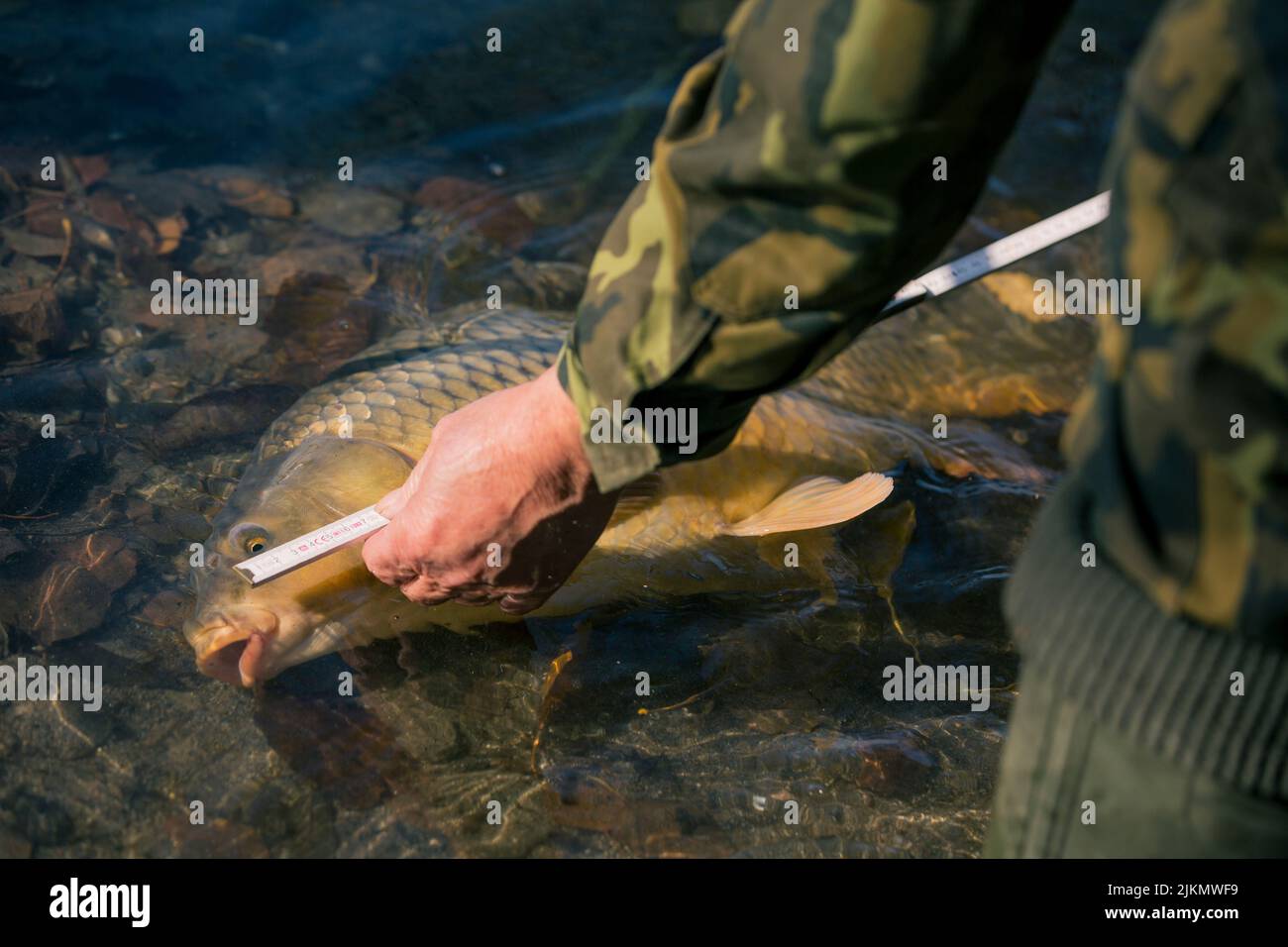 Nahaufnahme der Angelszene kurz nach dem erfolgreichen Fang von Karpfen, gemessen durch Hände erfahrener Fischer in getarnter, farbiger Kleidung. Stockfoto