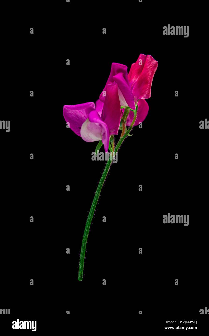 Die dunkelrosa süße Erbsenblume auf schwarzem Hintergrund Stockfoto