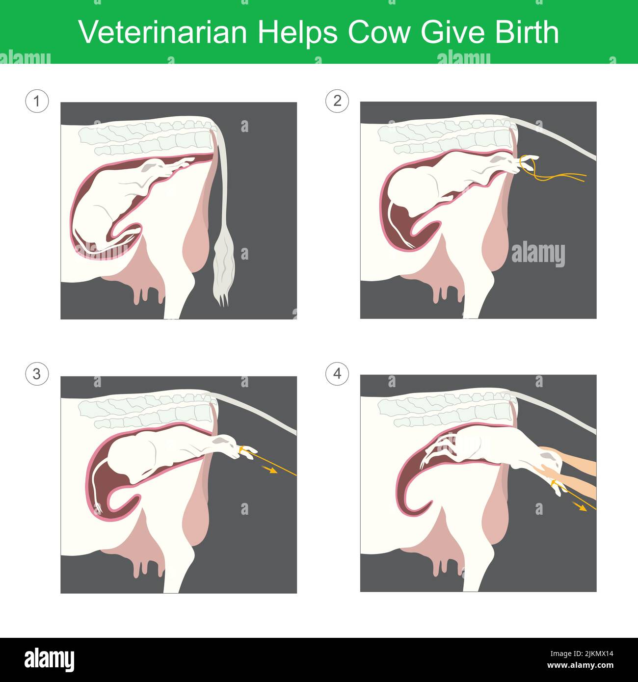 Tierarzt Hilft Kuh Geburt. Illustration ein Kalb Erstgeburt durch es hilft vom Tierarzt. Stock Vektor
