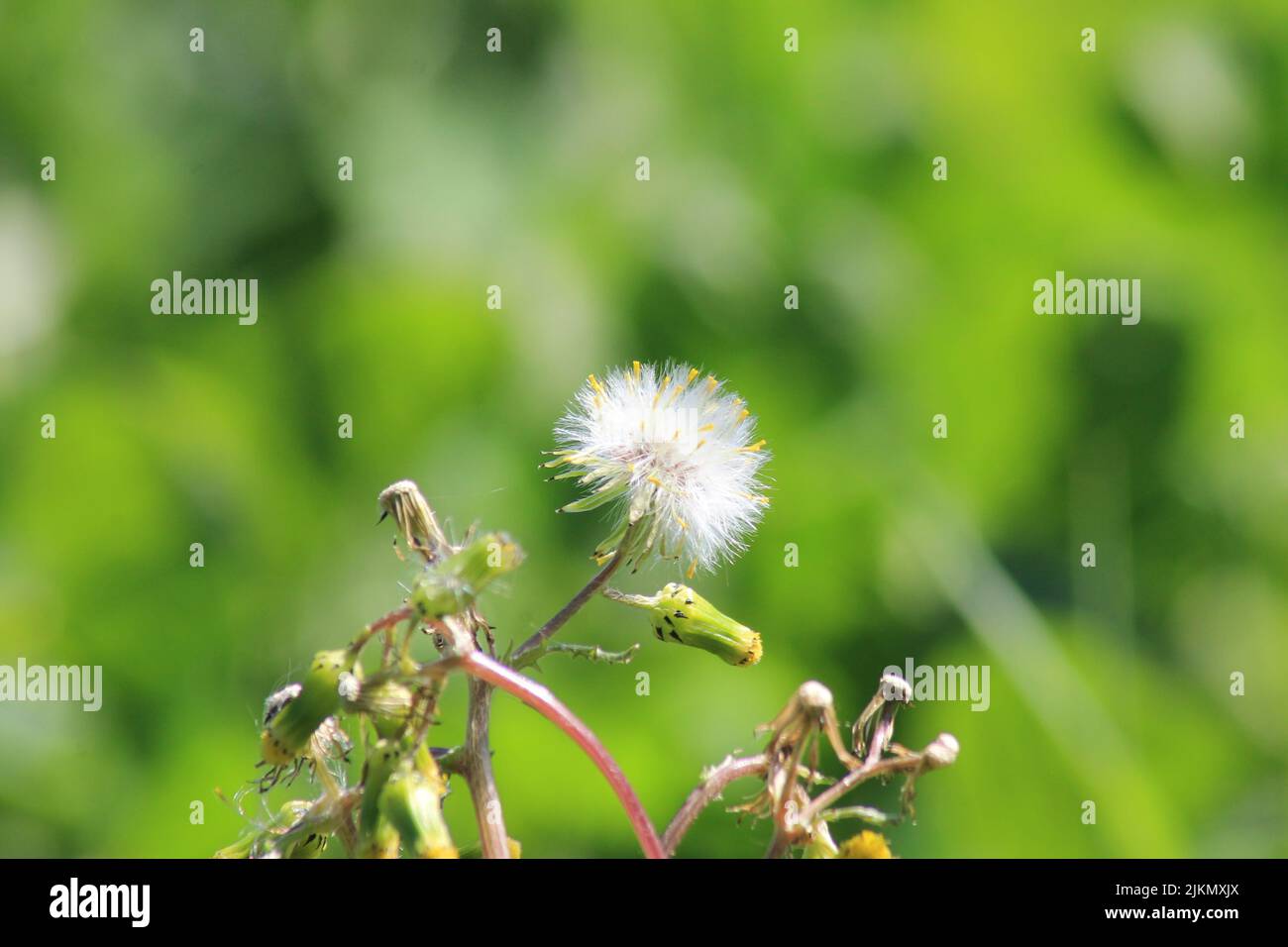 Nahaufnahme des Dandelion officinalis im Frühling an einem sonnigen Morgen Stockfoto