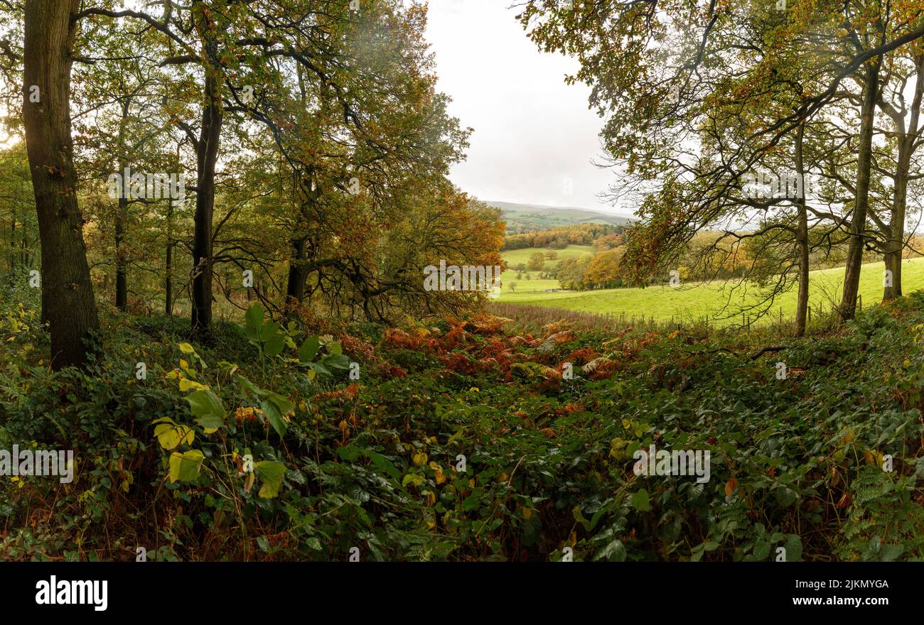 Der Blick auf den schönen Wald zu Beginn des Herbstes. England, Yorkshire. Stockfoto