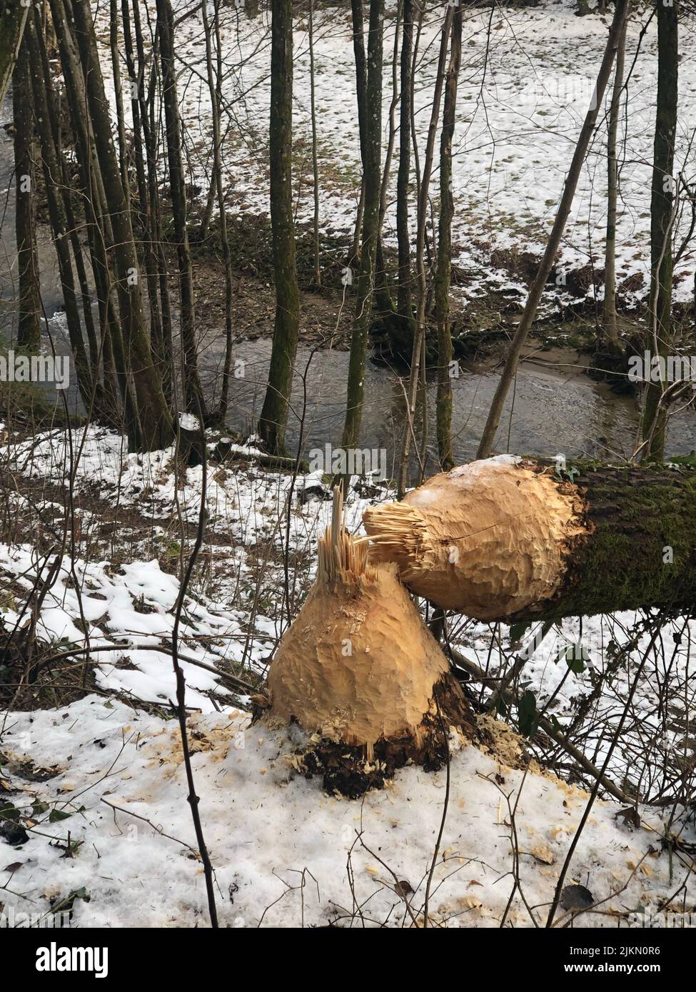Biber arbeiten am Kollbach in einem Tal des Naturparks Bayerischer Wald, in der Nähe von Graffling Niederbayern, an einem abgeschnittenen Baum Stockfoto