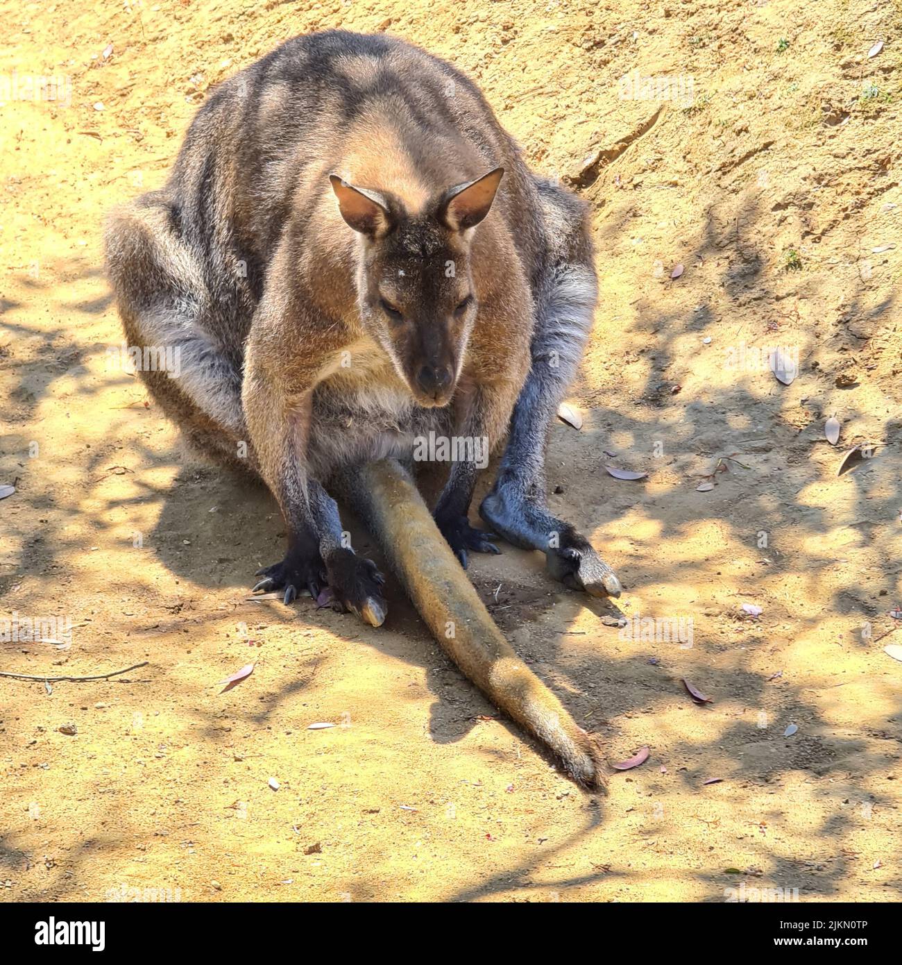 Nahaufnahme eines Kängurus, das an einem sonnigen Tag auf dem Boden sitzt Stockfoto