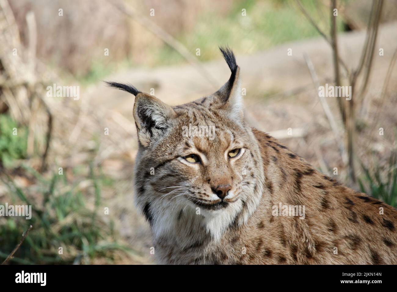 Ein eurasischer Luchs (Lynx Luchs) auf einem verschwommenen Hintergrund Stockfoto