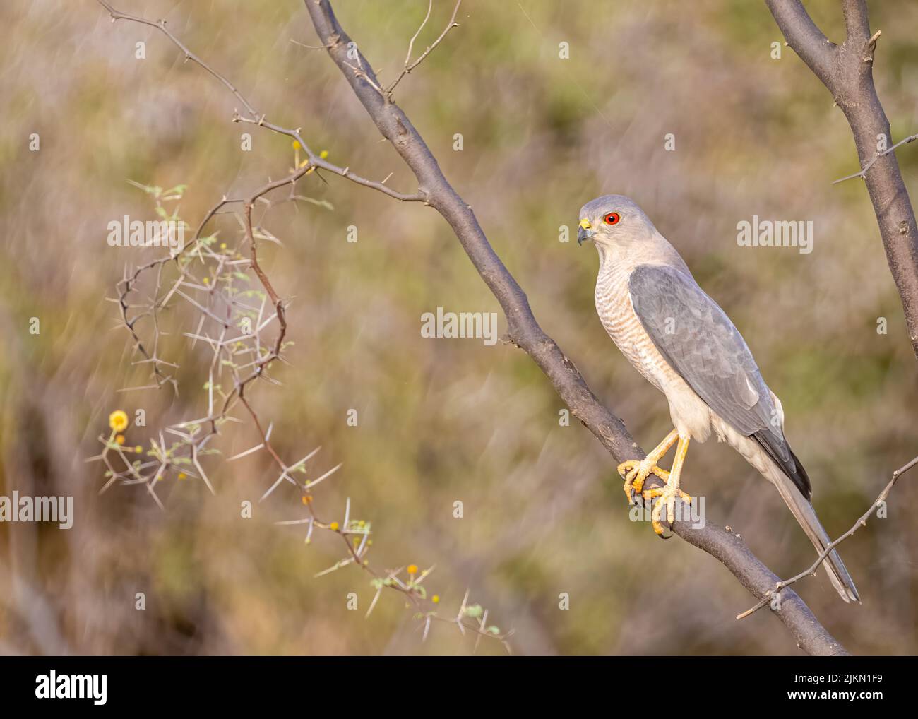 Porträt einer Shikra, die im Wald auf einem Baum sitzt Stockfoto