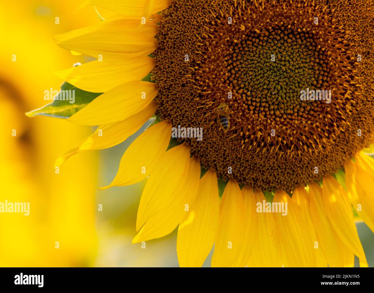 Eine Nahaufnahme einer Sonnenblume mit gelben Blütenblättern und grünen Blättern Stockfoto