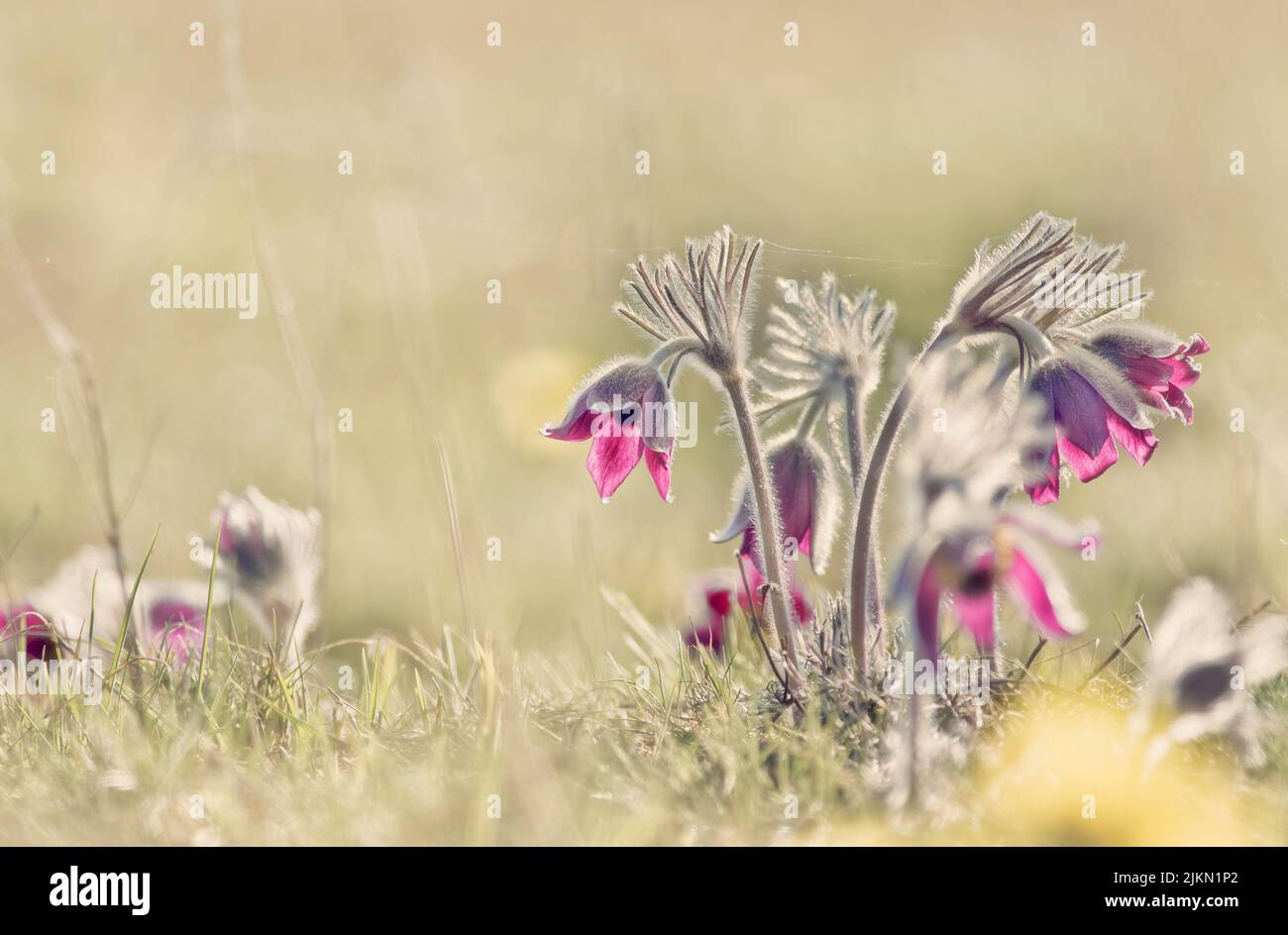 Eine Nahaufnahme von Pulsatilla pratensis-Blüten, die auf der Wiese wachsen Stockfoto