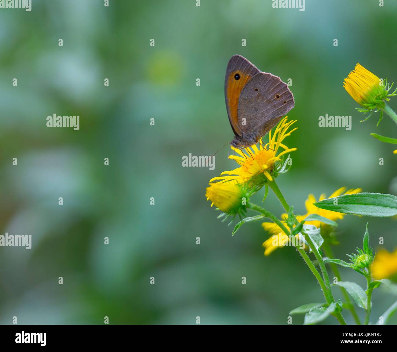 Eine Nahaufnahme einer Lepidoptera auf einer Blume mit gelben Blütenblättern vor dem verschwommenen Hintergrund Stockfoto