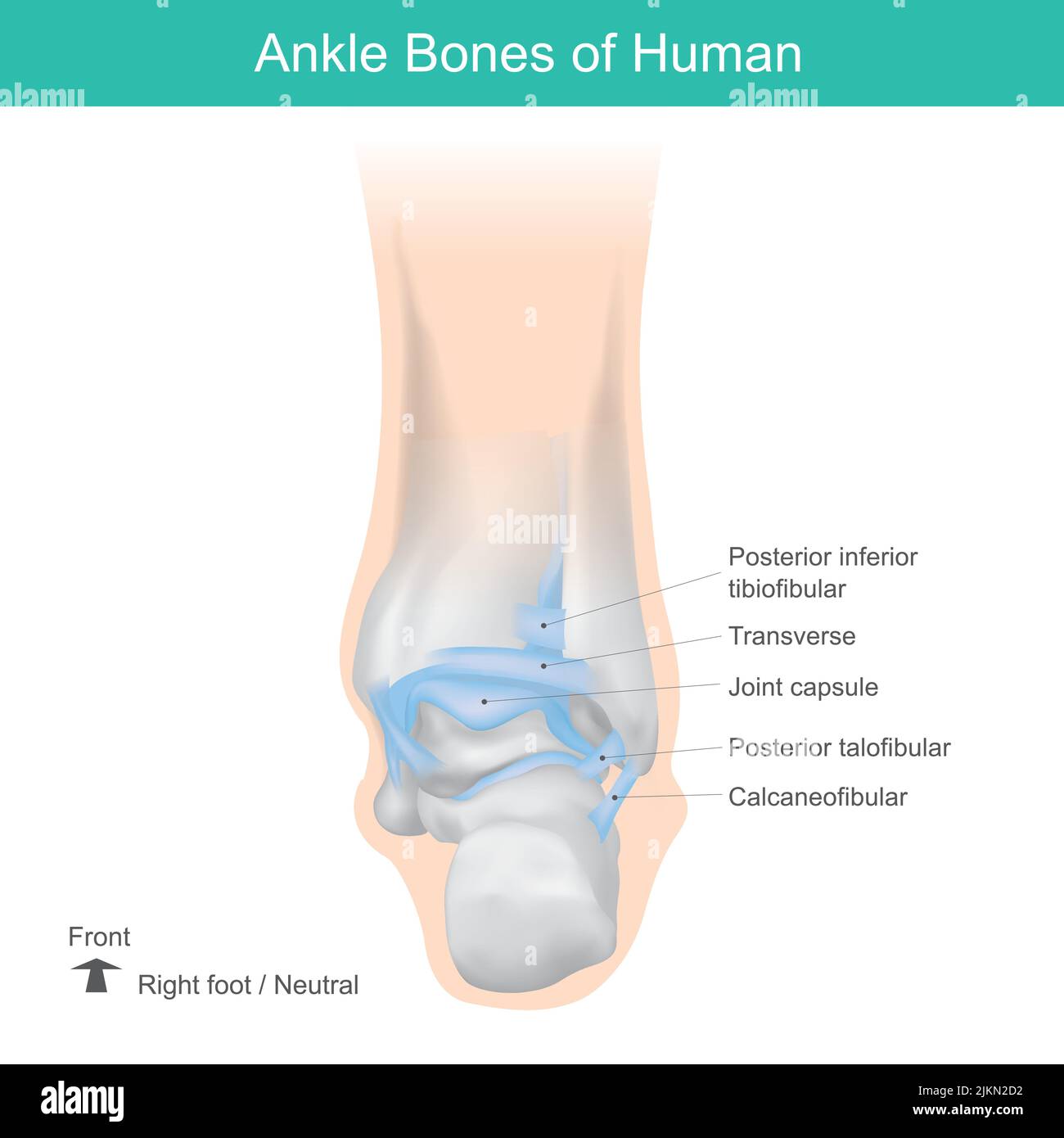 Knöchelknochen des Menschen, richtige Position Knöchelknochen des Menschen. Anatomie Gesundheitswesen Illustration. Stock Vektor