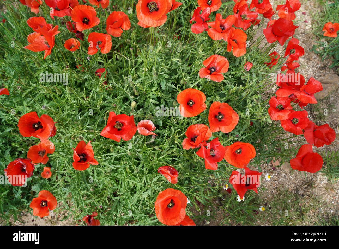 Eine Draufsicht auf rote Mohnblumen Stockfoto