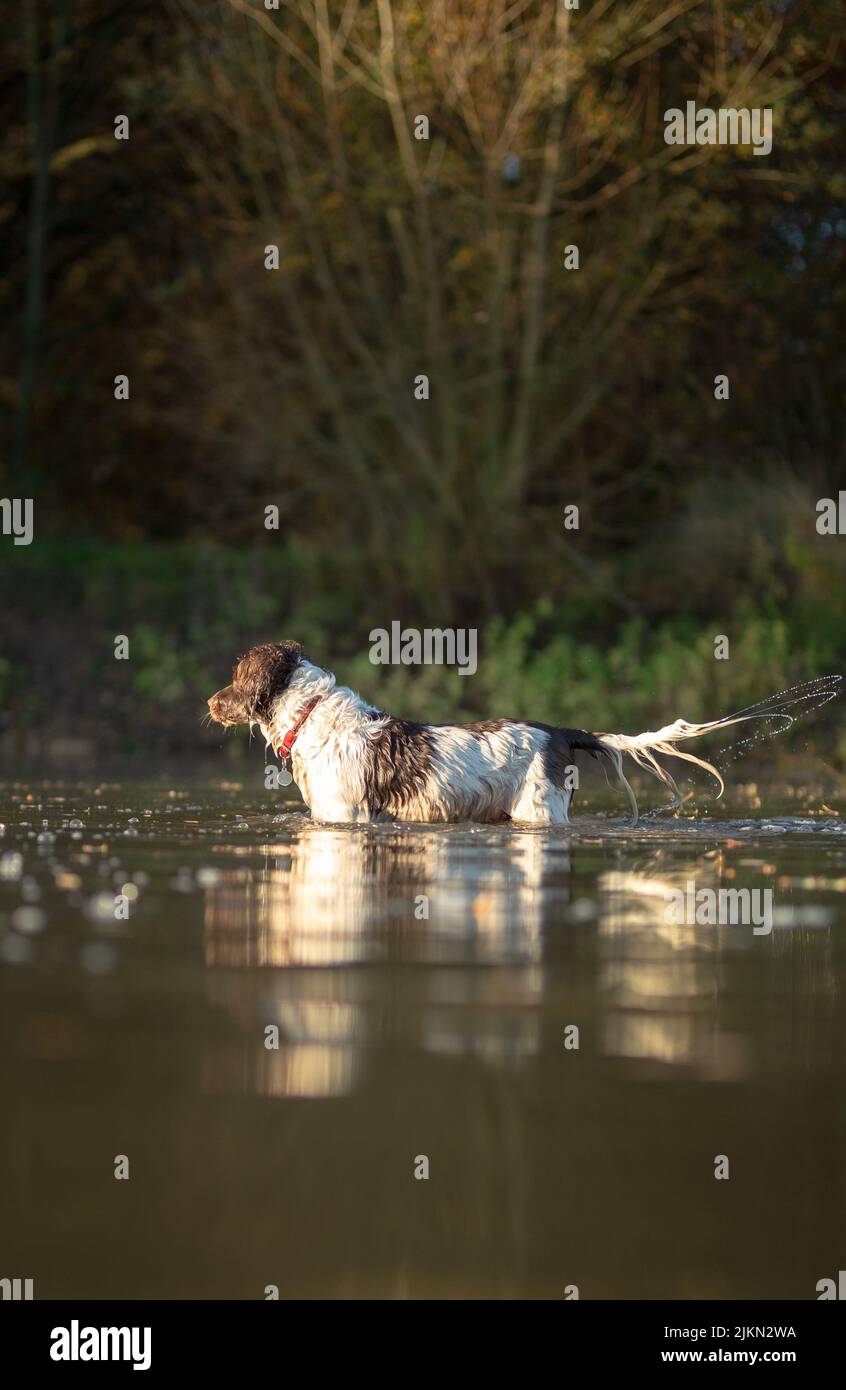 Eine schöne Aufnahme eines englischen Springer Spaniels in einem Wasser Stockfoto