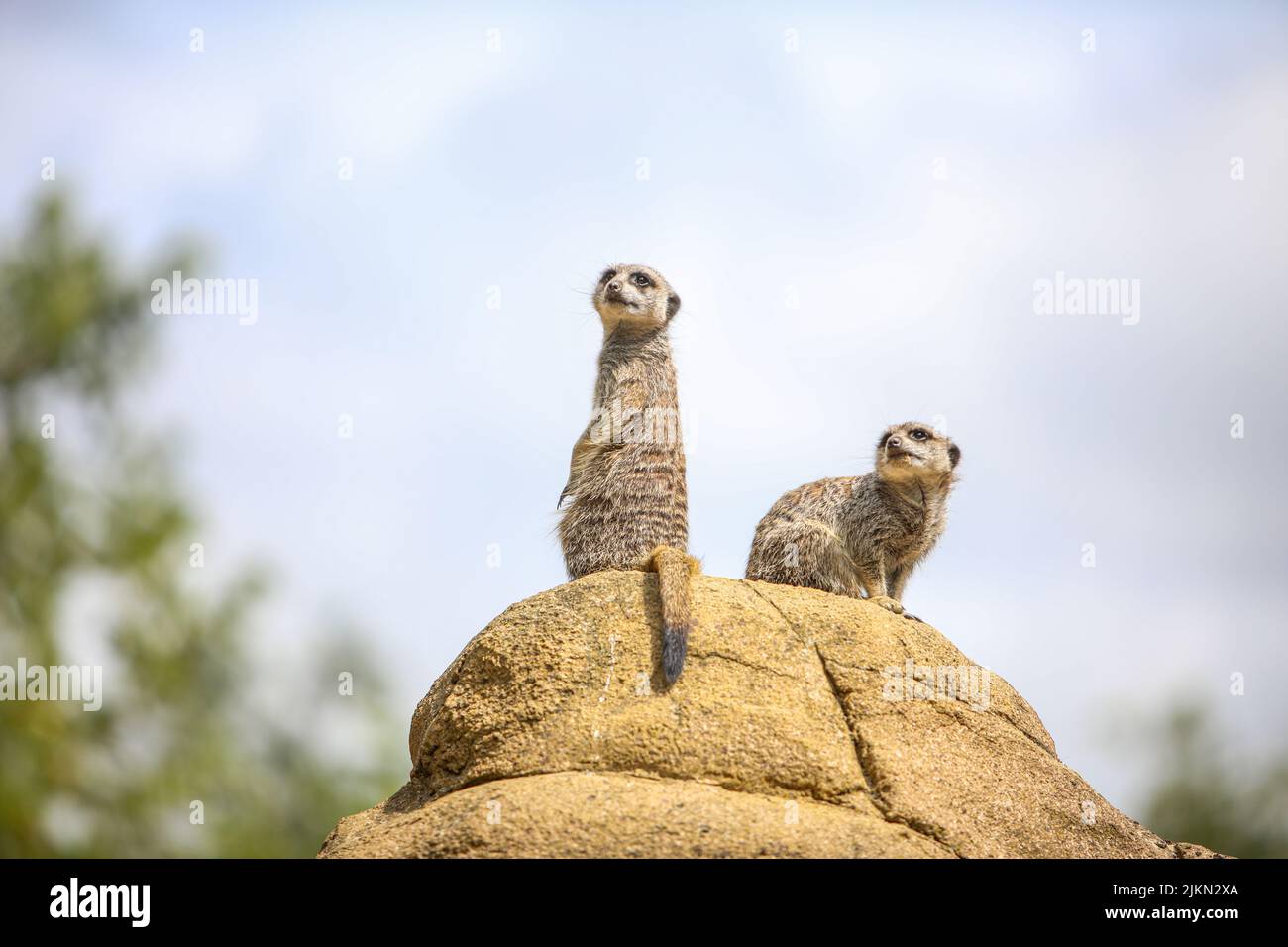 Die entzückenden Erdmännchen, die auf dem Bau auf einem verschwommenen Himmelshintergrund stehen Stockfoto