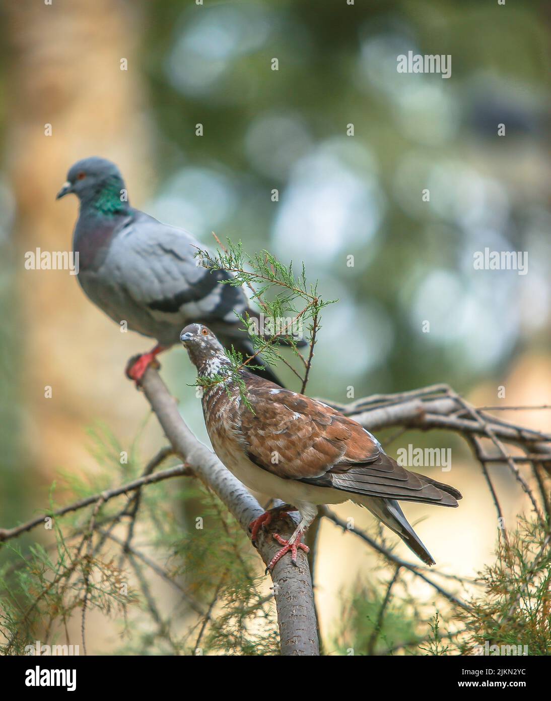 Eine vertikale Aufnahme von zwei Tauben, die auf einem Baumzweig auf einem Bokeh-Hintergrund thront Stockfoto