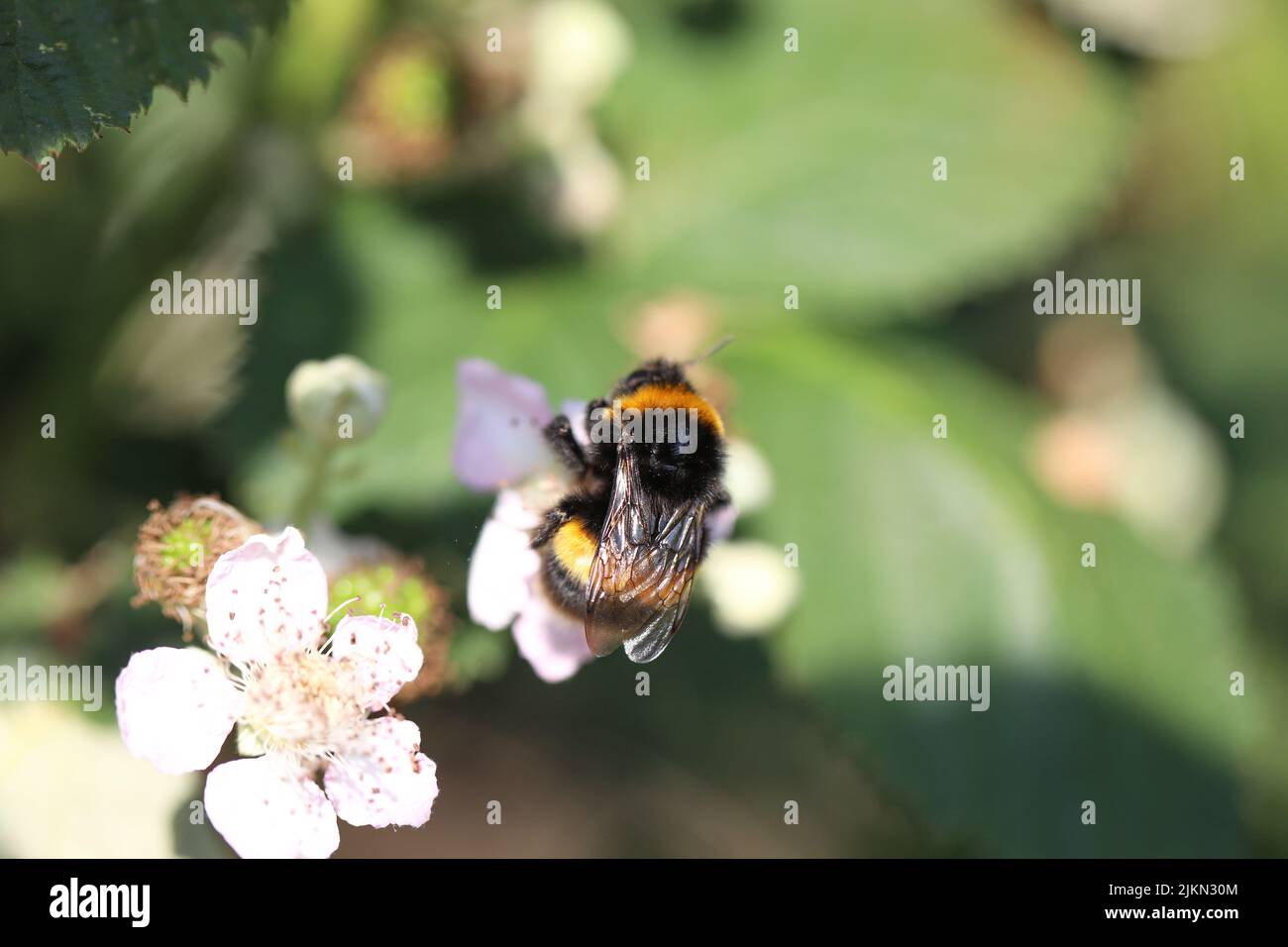 Eine Nahaufnahme einer Hummel, die auf einer blühenden Himbeere sitzt Stockfoto