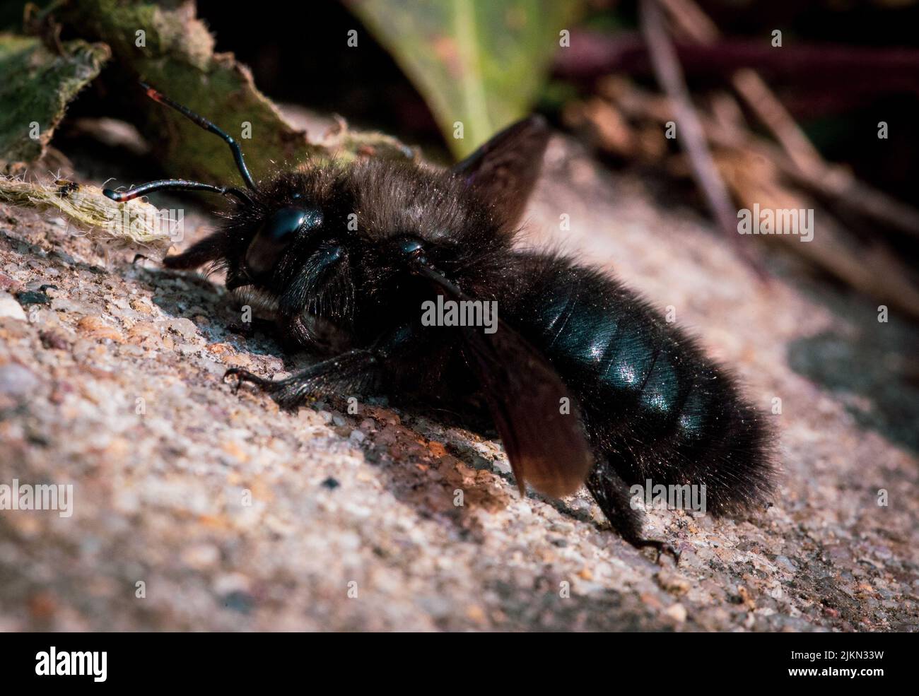 Eine Makroansicht einer kleinen schwarzen Zimmermannsbiene Xylocopa valga, die auf dem Boden kriecht Stockfoto