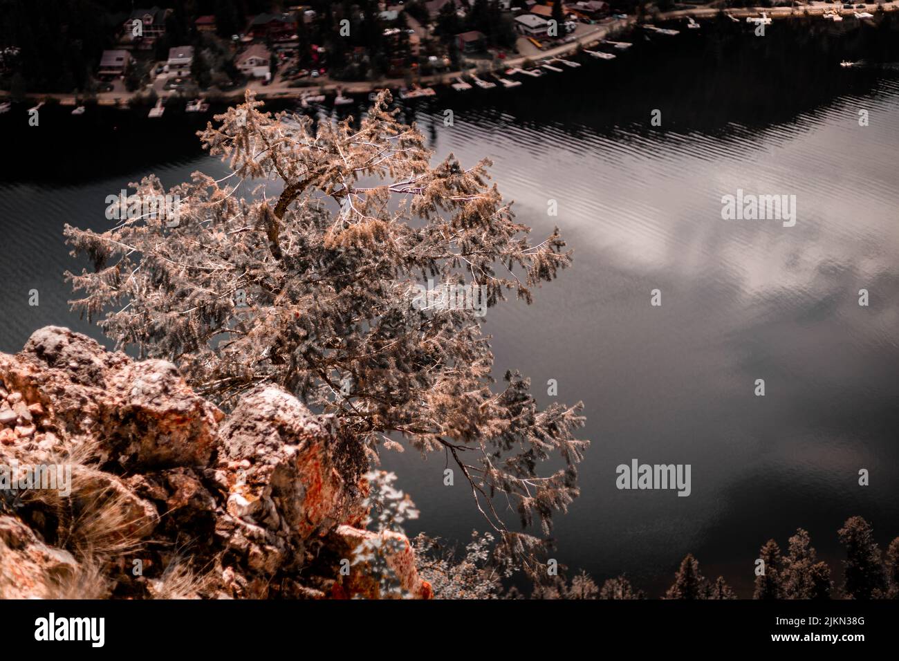 Eine Nahaufnahme eines Baumes, der am felsigen Ufer mit Seewasserhintergrund wächst Stockfoto
