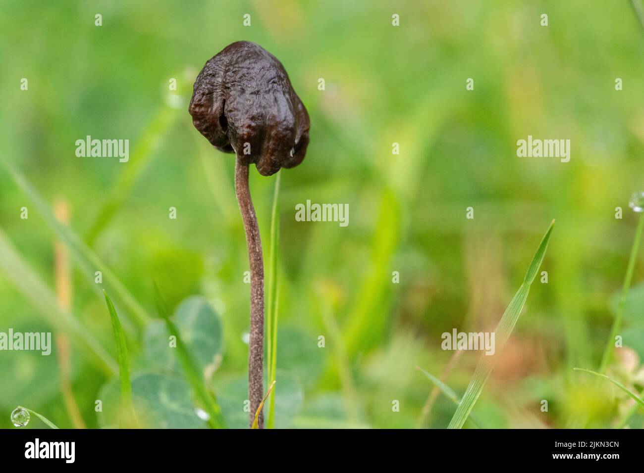 Eine Nahaufnahme eines kleinen schwarzen Pilzes, der zwischen frischem Gras wächst Stockfoto