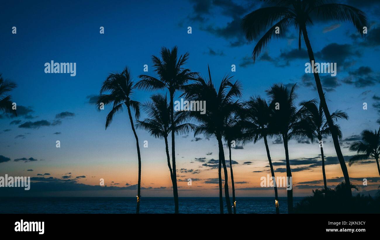 Die Silhouetten von Palmen auf der tropischen Insel Maui bei Sonnenuntergang, Hawaii Stockfoto