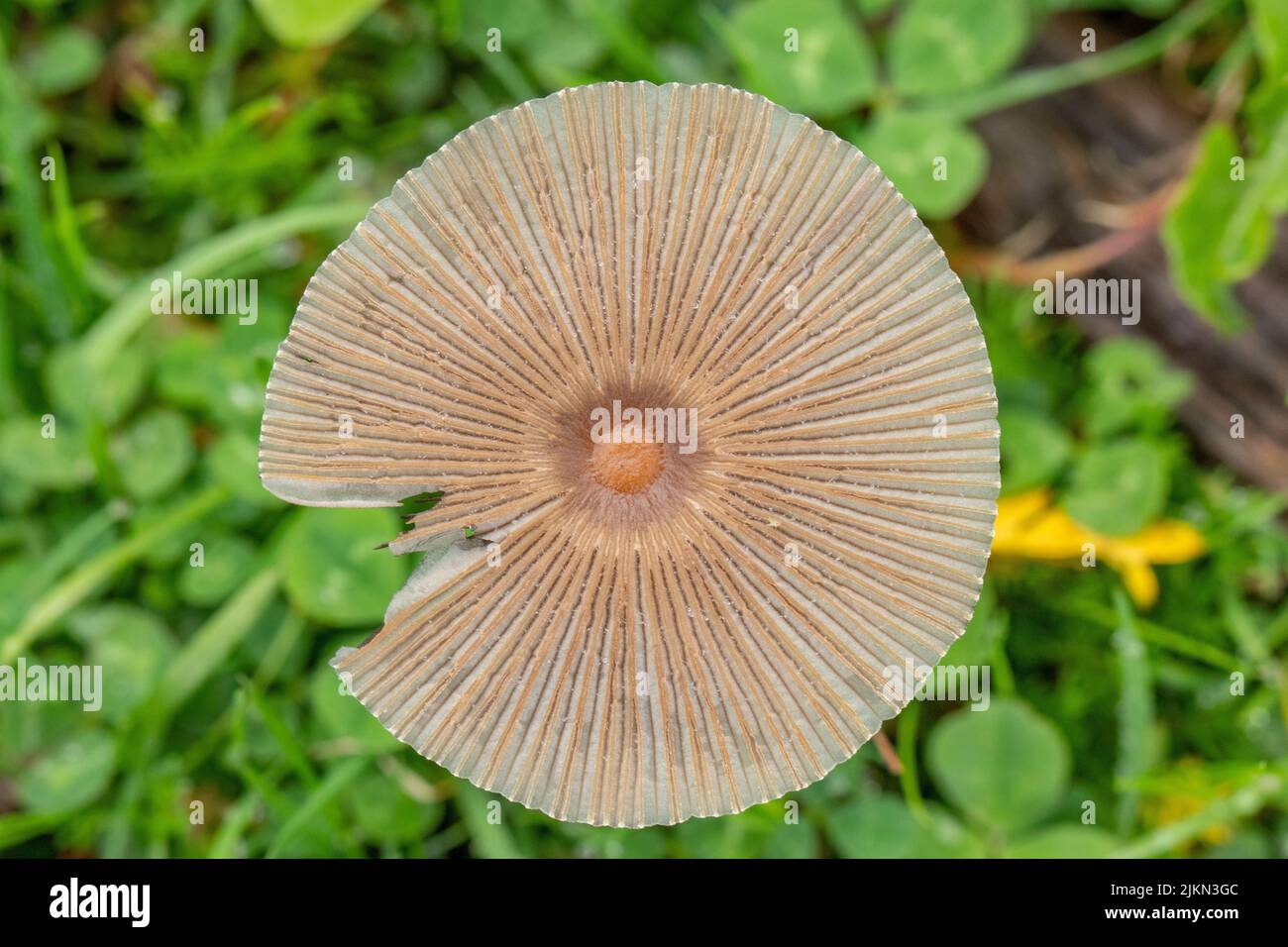 Ein Blick von oben auf einen braunen kleinen Pilz, der zwischen frischem Gras wächst Stockfoto