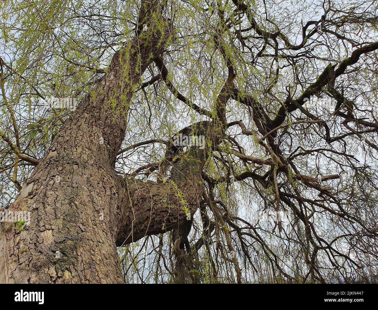 Eine Aufnahme eines alten Baumes vor einem Himmelshintergrund in einem niedrigen Winkel Stockfoto
