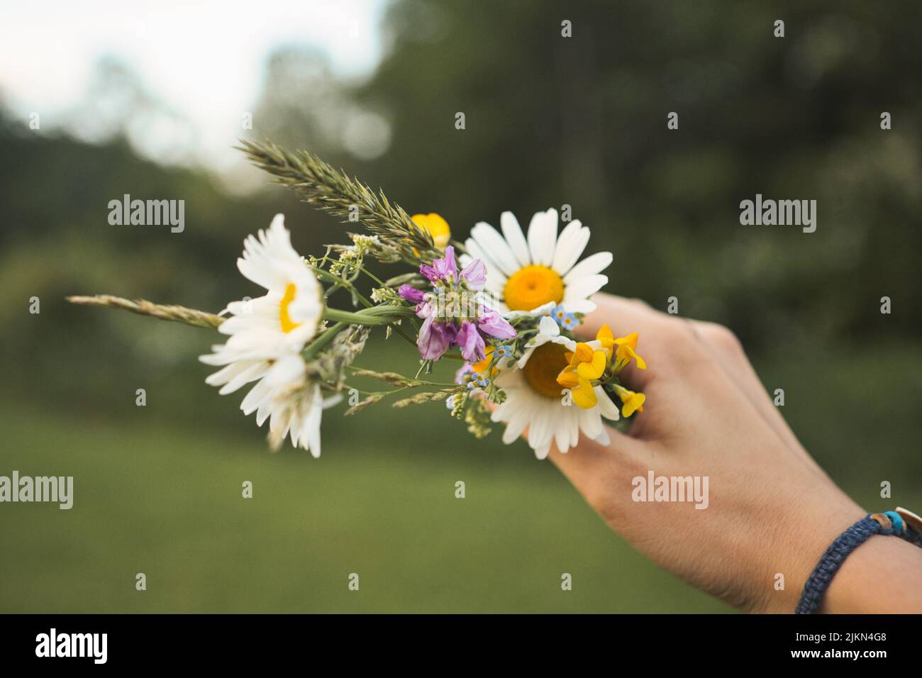 Ein handklammernder Strauß aus Gänseblümchen, Vergissmeinnicht und anderen Frühlingsblumen Stockfoto