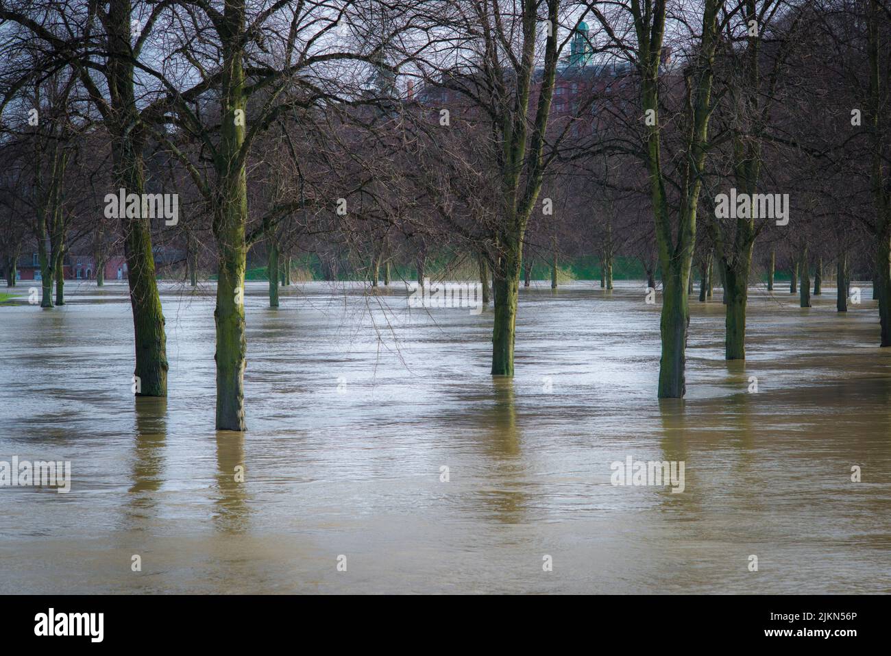 Eine vertikale Aufnahme hoher Bäume im überfluteten Park in Shrewsbury, Großbritannien Stockfoto