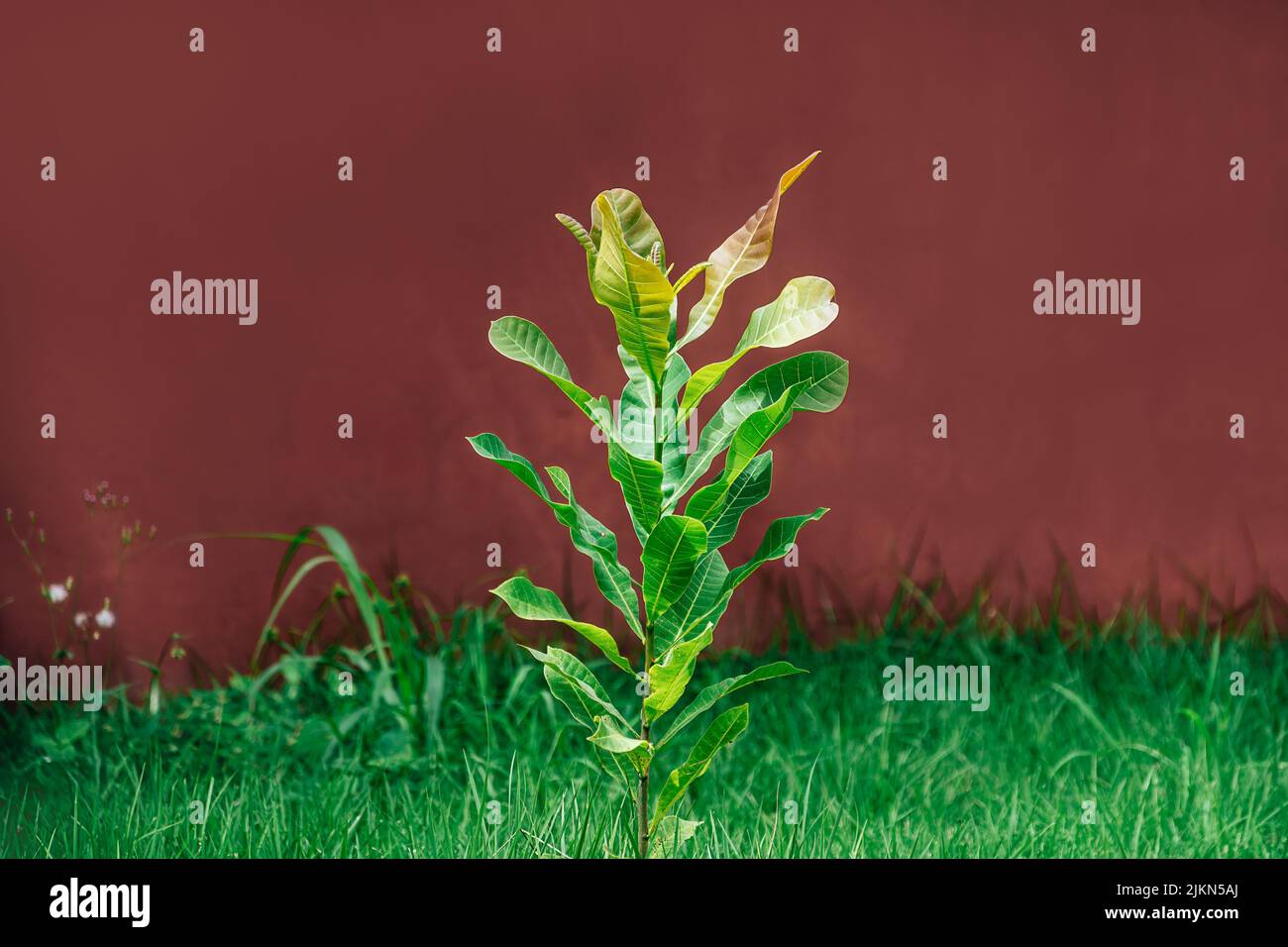 Nahaufnahme einer Pflanze auf grünem Gras mit rotem Hintergrund Stockfoto