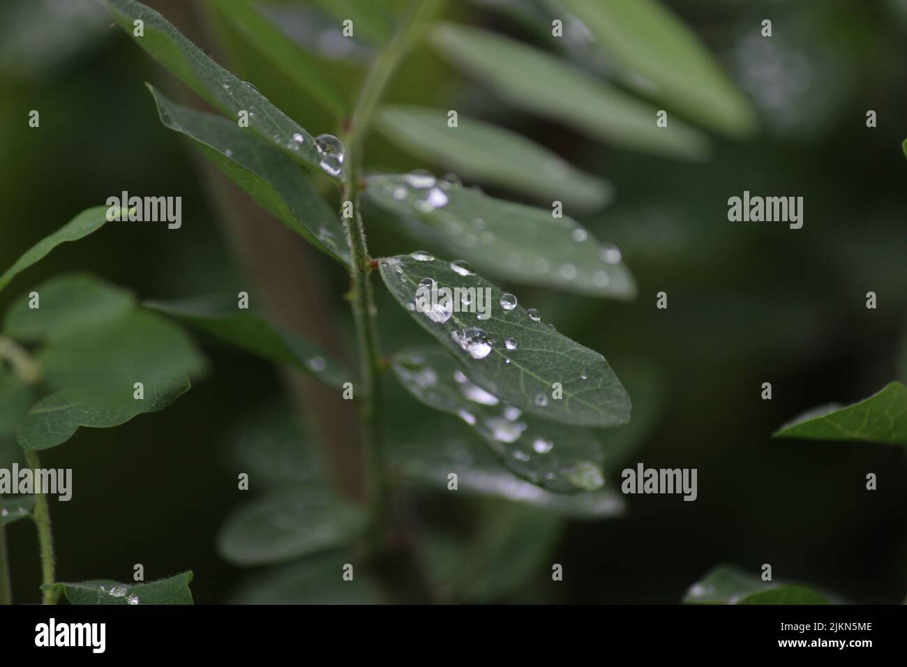 Ein selektiver Fokus von Wassertropfen auf grünen Blättern einer Pflanze Stockfoto