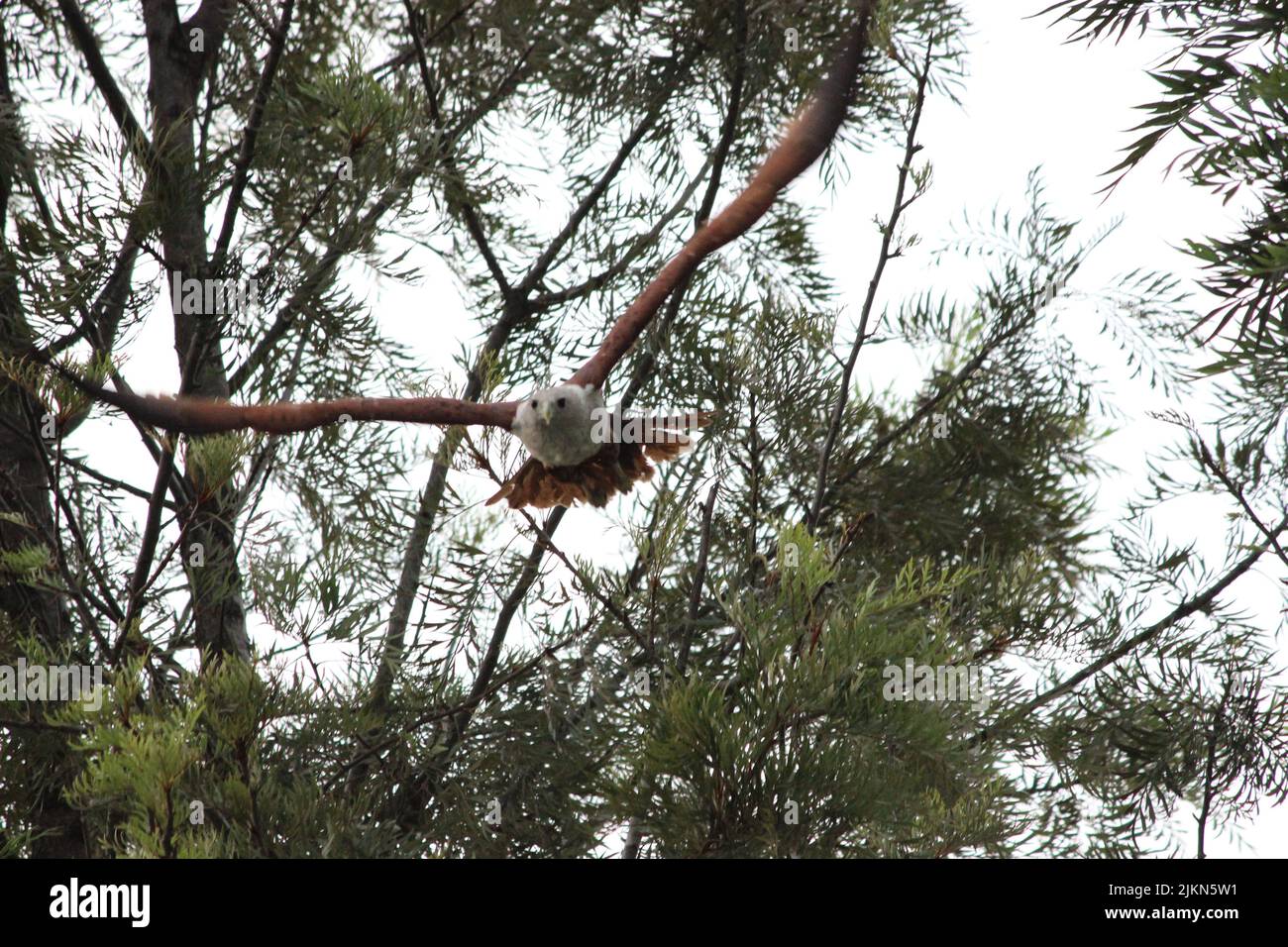 Nahaufnahme eines adlerähnlichen Vogels in einem dichten Wald mit weit geöffneten Flügeln Stockfoto