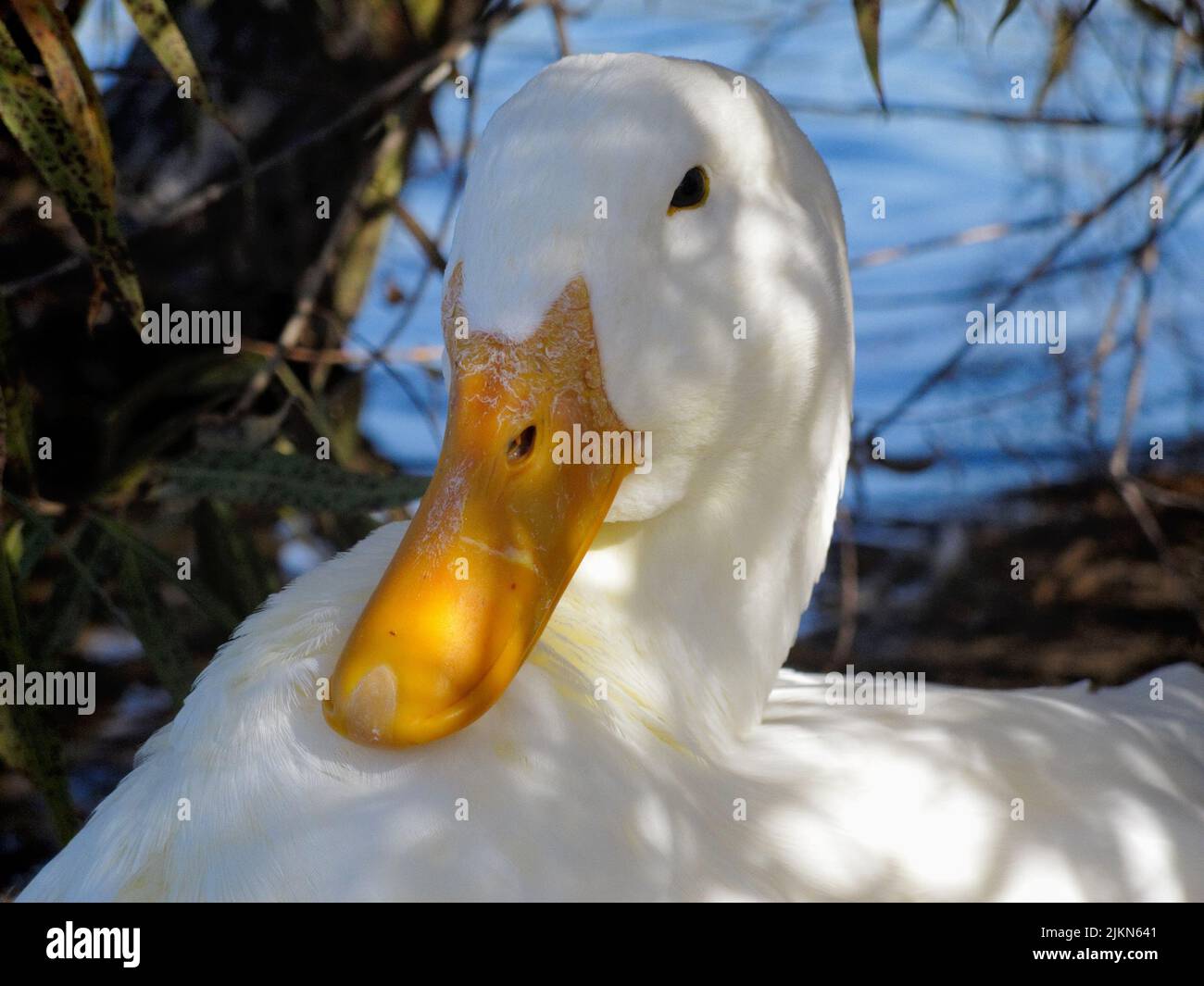 Die Nahaufnahme einer weißen Ente Stockfoto