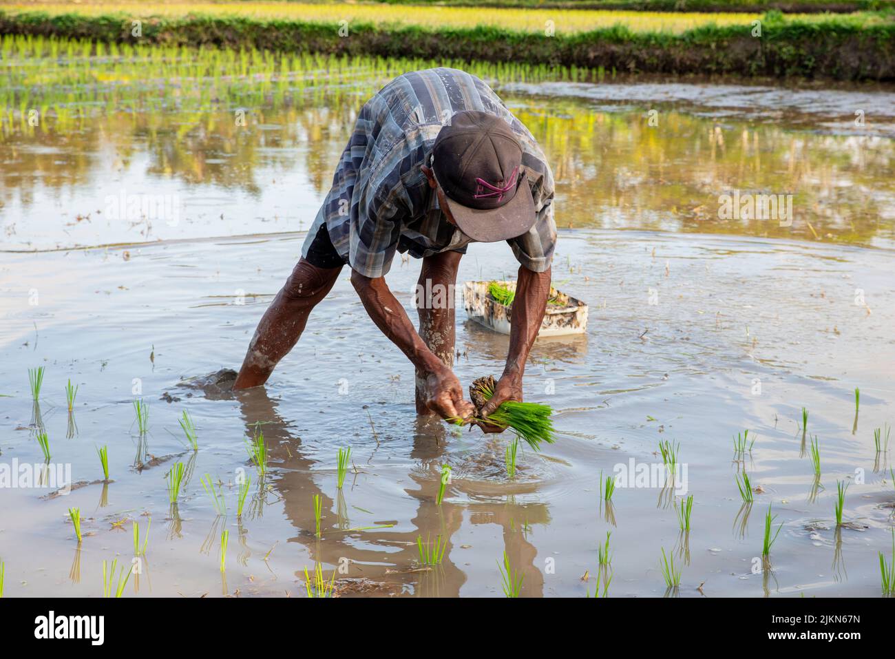 Ein südasiatischer Mann, der auf dem Reisfeld in Bali, Indonesien, arbeitet Stockfoto