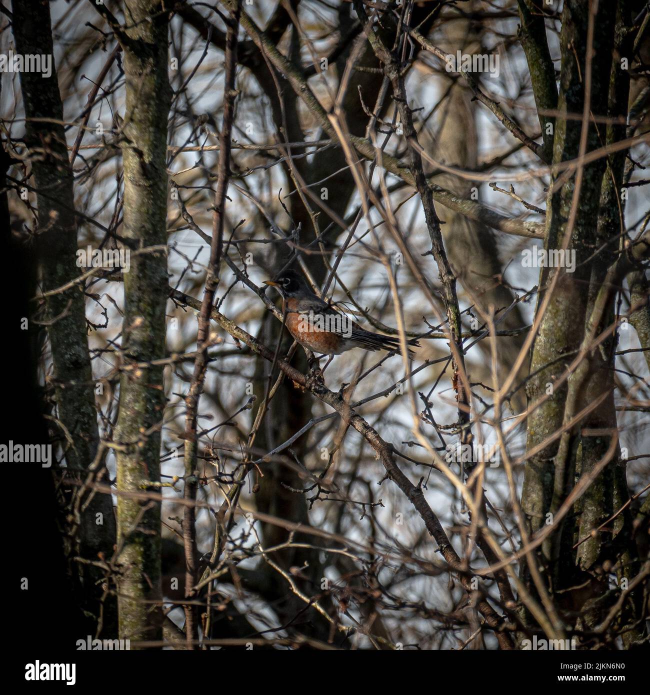 Nahaufnahme eines Rotkehlvogels, der in einem Baum thront Stockfoto