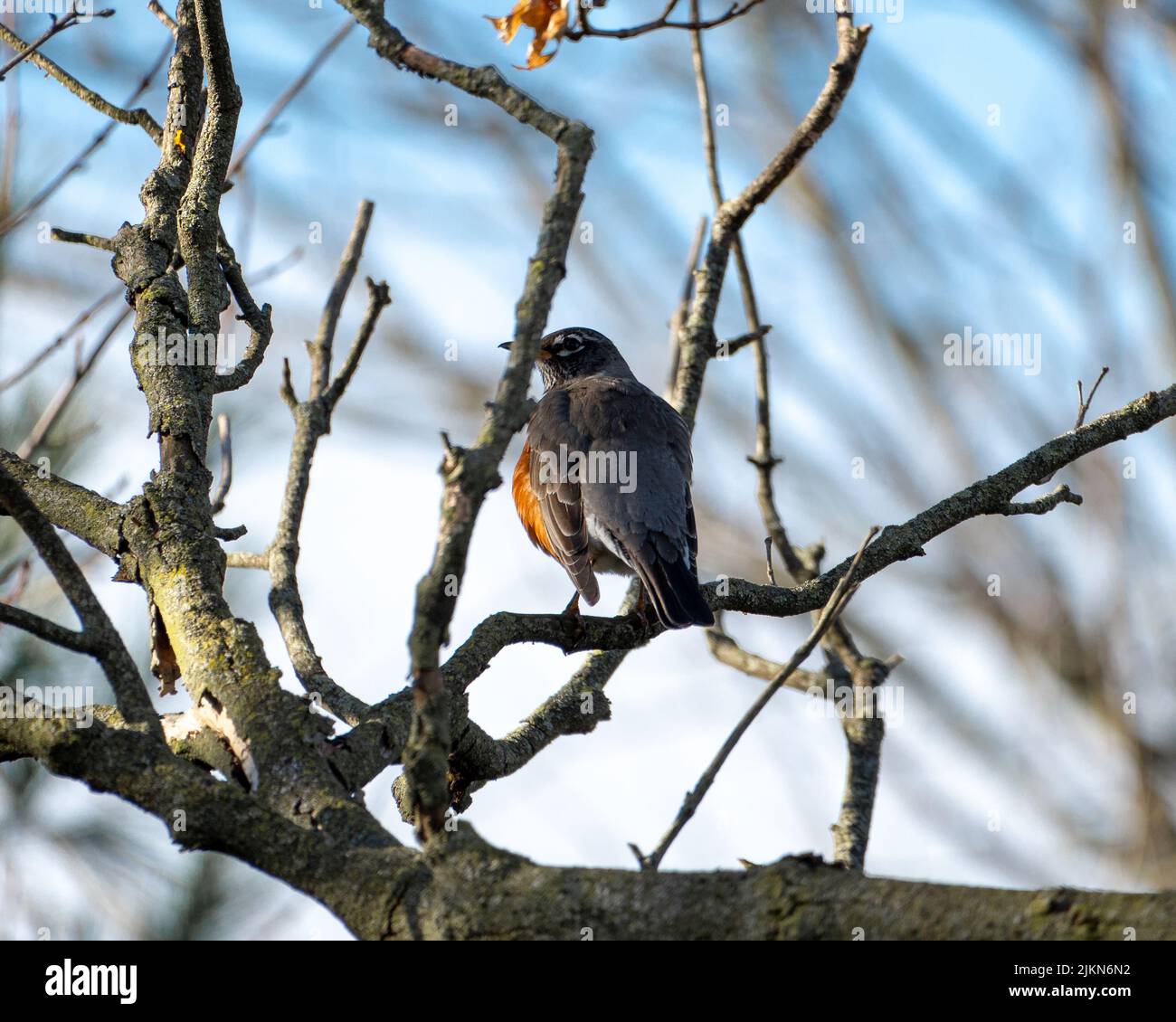 Eine Nahaufnahme eines Rotkehlvogels, der auf einem thront Baumzweig Stockfoto